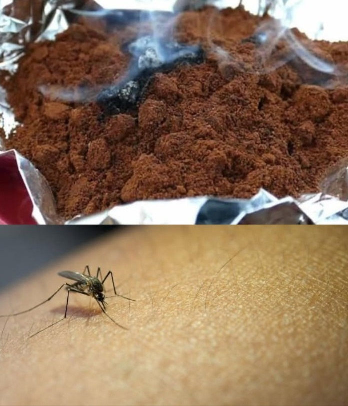 ADDIO ALLE ZANZARE PER 3 MESI CONSECUTIVI: ANCORA PIÙ POTENTE DELLINSETTICIDA
Se sei stanco di essere tormentato dalle zanzare ogni estate, abbiamo una soluzione facile e naturale per te. Basta un solo ingrediente: il caffè!
Il caffè è un potente repellente per le zanzare. Studi scientifici hanno dimostrato che laroma del caffè è detestato da questi insetti fastidiosi. Ecco come usarlo:
1. Spruzzo Repellente: Mescola 2 cucchiai di caffè, 2 tazze dacqua e 1 cucchiaio di aceto bianco in un atomizzatore. Spruzza questa miscela intorno alla casa, soprattutto vicino a finestre, balconi e terrazze. Crea una barriera protettiva che tiene lontane le zanzare.
2. Candela Profumata al Caffè: Non buttare via i fondi di caffè! Mettili al sole per asciugarli, poi accendili su un foglio di carta stagnola. Il fumo respingerà le zanzare dalla tua casa. Puoi mettere queste candele profumate sul davanzale delle finestre o sui balconi.
3. Prevenzione: Per evitare la formazione di pozzanghere e stagni dacqua, versa i fondi di caffè negli stagni vicino a casa tua. Anche i vasi delle piante possono diventare un luogo dove le zanzare depongono le uova, quindi spargi un po di polvere di caffè sul terreno delle piante per tenerle lontane.
Prova anche ad accendere candele profumate alla citronella con olio essenziale di limone per unulteriore protezione. Con questi semplici trucchi, puoi dire addio alle zanzare per tre mesi consecutivi in modo naturale e senza luso di prodotti chimici. Buona estate senza zanzare!