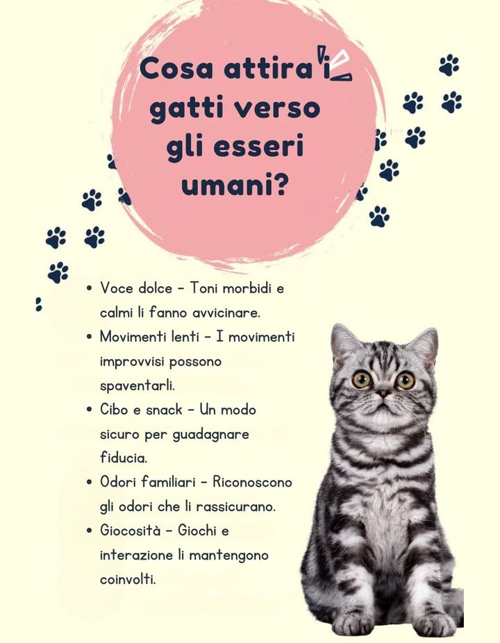 Cosa Attira i Gatti verso gli Esseri Umani 

 Voce Dolce  Toni morbidi e calmi invogliano i gatti ad avvicinarsi perché trasmettono sicurezza.

 Movimenti Lenti  Evitare gesti improvvisi aiuta a non spaventarli e li fa sentire più a loro agio.

 Cibo e Snack  Un metodo semplice e sicuro per guadagnare la loro fiducia e creare associazioni positive.

 Odori Familiari  I gatti hanno un olfatto molto sviluppato e si avvicinano agli odori che riconoscono e li rassicurano.

 Giocosità e Interazione  Giochi e momenti di interazione regolare li mantengono stimolati e creano un legame profondo.

 Perché Funziona
 I gatti rispondono meglio alla calma e alla gentilezza.
 Lambiente familiare e interattivo riduce stress e ansia.
 La fiducia cresce con il tempo e con gesti prevedibili e rispettosi.

 Consiglio Extra: Ogni gatto ha la sua personalità: osserva le sue reazioni e adatta il tuo comportamento per rafforzare il rapporto.