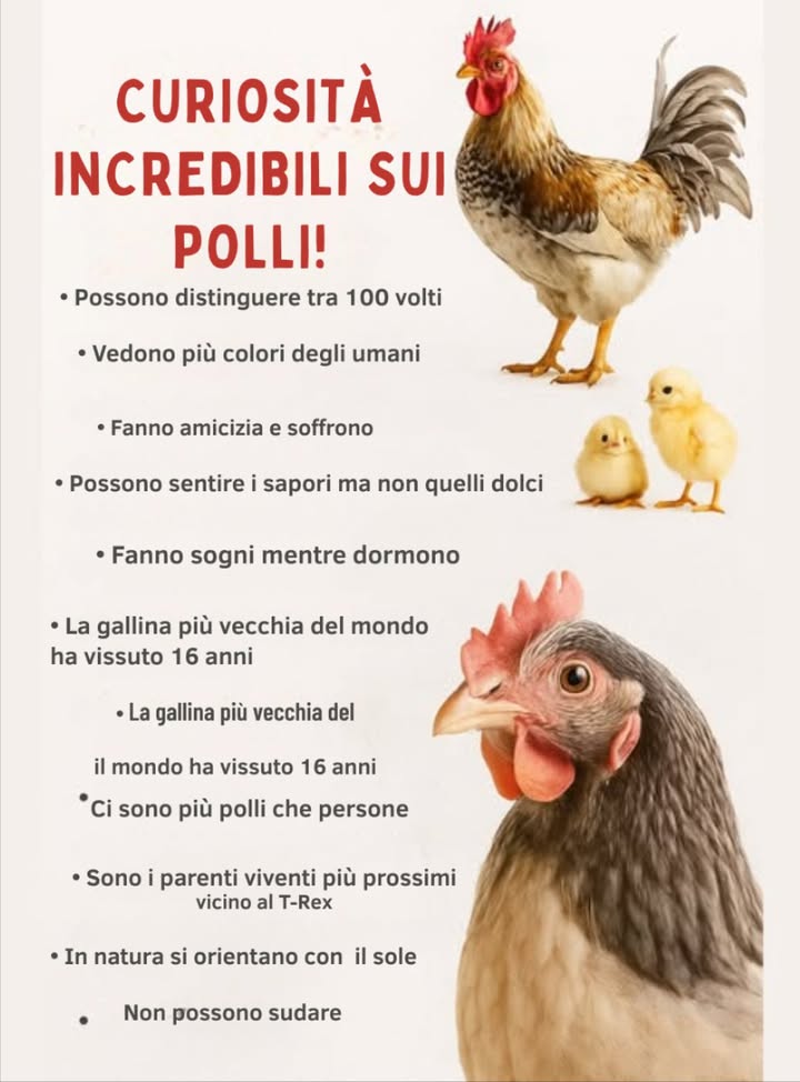 Le galline sono più di semplici animali da fattoria: sono creature intelligenti, sociali e affascinanti:

 Riconoscono fino a 100 volti
 Vedono più colori degli esseri umani
 Formano legami e piangono i loro compagni
 Sognano mentre dormono
 Si orientano usando il sole nella natura
 Discendono dal potente T-Rex
 Possono correre a 9 mph e vivere fino a 16 anni

La miscela perfetta dellinstinto naturale e dello stupore evolutivo.