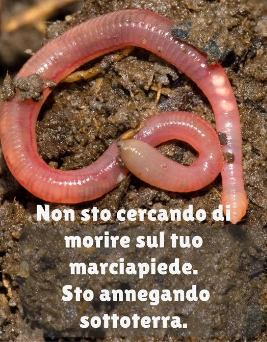 缾 Verità sulle Lombrichi 
Non sto scappando dalla terra. Sto cercando aria per non soffocare.
 Respiro attraverso la pelle  la pioggia può annegarmi
 Scavo gallerie e arieggio gratis il tuo orto
 Lavoro fino a 10 tonnellate di suolo per ettaro ogni anno
 I miei escrementi? Valgono 2.000 /tonnellata come fertilizzante naturale
 Arricchisco il suolo con il 700% in più di nutrienti per le piante
 Posso vivere 10 anni  ma muoio in 10 minuti sullasfalto
 Uno di noi = la forza di 1.000 batteri
 Proteggi il suolo. Proteggi me.
Non sono un parassita. Sono il motore della salute del tuo giardino.