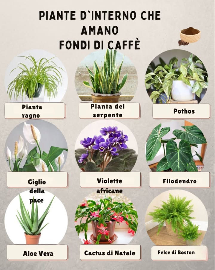 Date a questi amici verdi una spolverata di fondi di caffè usati con moderazione! per una crescita più felice e sana.
1. Pianta ragno – Ama lapporto di azoto; cospargetela leggermente.
2. Pianta serpente – Somministrate con parsimonia; mescolate i fondi al terreno per evitare la formazione di grumi.
3. Pothos – Mescolatene un pizzico al terriccio per ottenere rampicanti rigogliosi.
4. Giglio della pace – Contribuisce a favorire il verde intenso delle foglie; somministrare una volta al mese.
5. Violette africane – Usate una piccola spruzzata; una quantità eccessiva può influire sullacidità del terreno.
6. Filodendro – Mescolatelo al terriccio per ottenere foglie più forti e vivaci.
7. Aloe vera – Da usare solo occasionalmente; mescolare nel terreno, non sopra.
8. Cactus di Natale – Una leggera spinta durante la stagione di crescita.
9. Felce di Boston – Ama lacidità; cospargere i fondi o preparare una miscela di caffè e acqua diluita.