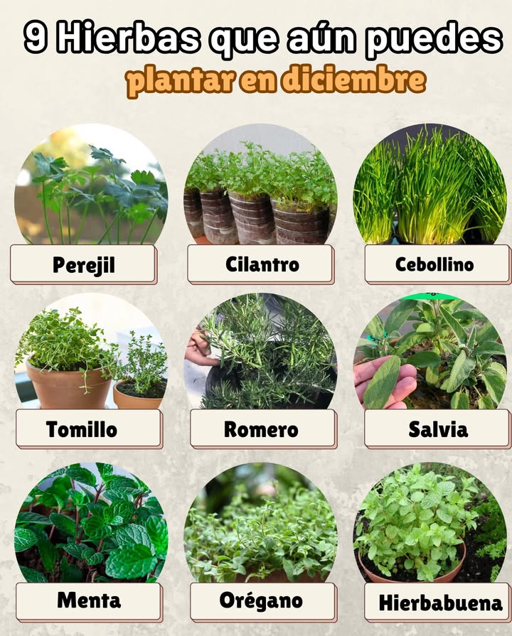 9 Hierbas que aún puedes plantar en diciembre

Perejil  Tolera bien el frío y germina incluso en invierno.
Cilantro  Prefiere temperaturas frescas y crece rápido en esta época.
Cebollino  Muy resistente; perfecto para macetas pequeñas.
Tomillo  Aromática rústica que soporta bajas temperaturas sin problemas.
Romero  Perenne, fuerte y fácil de mantener en invierno.
Salvia  Ideal para plantar ahora y disfrutar en primavera.
Menta  Crece bien en climas fríos si se protege ligeramente.
Orégano  Se adapta a suelos fríos y desarrolla raíces fuertes en invierno.
Hierbabuena  Aún puede plantarse en maceta; brota de nuevo cuando suben las temperaturas.