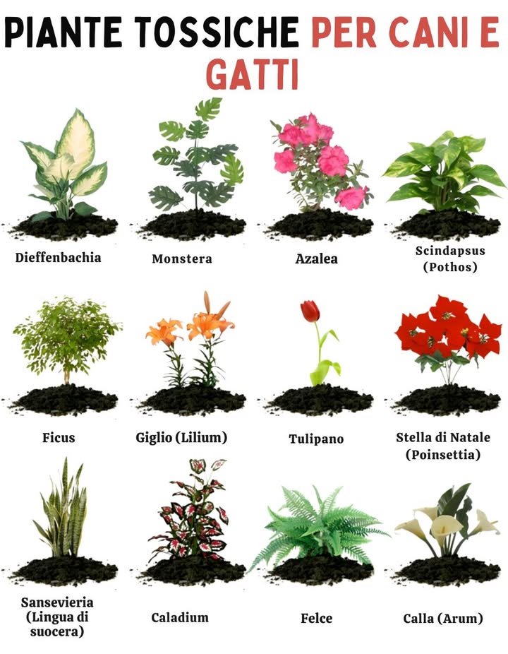 Piante tossiche per cani e gatti 

Alcune piante da interno, pur eleganti e decorative, possono essere pericolose per i nostri animali domestici. Ingestione, contatto o semplice masticazione possono causare vomito, irritazioni, disturbi digestivi o intossicazioni gravi.

 Esempi di piante da evitare:
 Dieffenbachia  provoca bruciore orale e gonfiore.
 Monstera  irritazioni e disturbi digestivi.
 Azalea  altamente tossica, rischio di problemi cardiaci.
 Scindapsus pothos  irritazioni e vomito.
 Ficus  irritazioni cutanee e digestive.
 Giglio Lilium  estremamente pericoloso per i gatti insufficienza renale.
 Tulipano  gravi disturbi digestivi.
 Poinsettia Stella di Natale  irritazioni e vomito.
 Sansevieria Lingua di suocera  nausea e diarrea.
 Caladium  dolori orali, ipersalivazione.
 Felce  può provocare disturbi digestivi.
 Arum Calla  forti irritazioni della bocca e della gola.

 Consiglio pratico: se avete animali, scegliete piante non tossiche come palma areca, lavanda, basilico o orchidee.

 Una casa verde sì, ma sempre sicura per i vostri amici a quattro zampe.