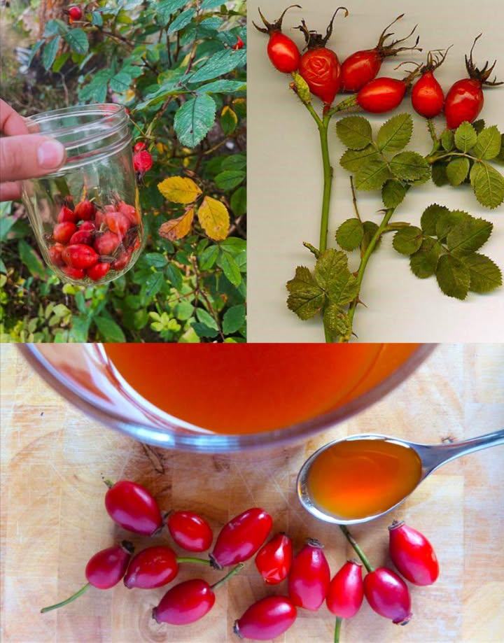 Tutti hanno un cespuglio di rose nel proprio giardino, ma la maggior parte delle persone non conosce davvero il suo potere… 
Rosa canina Cynorrhodon: il tesoro nascosto che cresce nel tuo giardino

Dopo che i fiori di rosa appassiscono, la pianta regala piccoli frutti rossi o arancioni chiamati cynorrhodon o rose hips. Questi frutti, spesso trascurati, sono in realtà una miniera di vitamine e antiossidanti che rafforzano il corpo, migliorano la pelle e sostengono cuore, articolazioni e sistema immunitario.

 Principali Benefici dei Frutti di Rosa

1 Rafforzano il sistema immunitario  Contengono più vitamina C delle arance, aiutando a combattere raffreddori e infezioni.
2 Riduzione di dolori articolari e infiammazioni  Gli estratti di rosa canina migliorano la mobilità e riducono la rigidità dovuta allartrite.
3 Migliorano la pelle e rallentano linvecchiamento  Ricchi di vitamina A e antiossidanti, stimolano la produzione di collagene e attenuano rughe e cicatrici.
4 Proteggono il cuore  Aiutano a regolare colesterolo e circolazione sanguigna.
5 Rinforzano ossa e denti  Lalto contenuto di vitamina C e minerali sostiene la salute scheletrica.
6 Favoriscono la digestione  Hanno un leggero effetto lassativo e alleviano gonfiore e stitichezza.
7 Detossificano lorganismo  Stimolano fegato e reni nelleliminazione delle tossine.
8 Aiutano nella gestione del peso  Accelerano il metabolismo e limitano laccumulo di grasso.
9 Combattono la stanchezza  Ricchi di vitamine e ferro, restituiscono energia naturale.
 Stabilizzano la glicemia  Migliorano la sensibilità allinsulina.
11 Prevengono raffreddori e influenza  Una tazza di infuso rafforza le difese invernali.
12 Favoriscono la cicatrizzazione  Lolio o il tè stimolano la rigenerazione dei tessuti.
13 Sostengono reni e vescica  Azione diuretica che previene infezioni urinarie.
14 Alleviano i dolori mestruali  Linfuso di rosa canina calma crampi e sbalzi dumore.
15 Migliorano la respirazione  Aiutano a lenire tosse e mal di gola.
16 Stimolano la crescita dei capelli  Vitamina C e bioflavonoidi rinforzano i follicoli.
17 Aumentano la produzione di collagene  Benefici per pelle, unghie e articolazioni.
18 Proteggono le cellule  Gli antiossidanti contrastano i radicali liberi e linvecchiamento.
19 Sostengono la vista  I carotenoidi e la vitamina A preservano la salute oculare.
20 Riducono stress e ansia  Linfuso ha un effetto rilassante naturale.

 Come Usarli in Casa

1 Tisana di rosa canina per immunità e relax
Raccogli i frutti maturi dopo la prima gelata, lavali e tagliali a metà.
Infondi 1 cucchiaio di frutti in 1 tazza dacqua bollente per 1015 minuti.
Filtra e bevi 12 tazze al giorno.

2 Polvere di rosa canina per pelle e articolazioni
Essicca i frutti al sole o in essiccatore e macinali finemente.
Aggiungi 1 cucchiaino in yogurt, smoothie o succhi.

3 Olio di rosa canina per viso e capelli
Metti i frutti schiacciati in un barattolo e coprili con olio di mandorle o oliva tiepido.
Lascia riposare 23 settimane, poi filtra.
Applica quotidianamente su pelle o punte dei capelli.

4 Marmellata o sciroppo
Fai bollire i frutti in acqua fino a renderli morbidi, filtra e aggiungi miele o zucchero.
Usa sul pane o nel tè per un pieno di vitamine.

5 Bagno rilassante
Aggiungi una manciata di frutti essiccati allacqua calda.
Dopo 10 minuti, immergiti: ammorbidisce la pelle e rilassa i muscoli.

6 Tonico digestivo e depurativo
Mescola 1 cucchiaino di polvere con limone e miele in acqua tiepida al mattino.

 Precauzioni
 Generalmente sicura, ma chi è allergico alle rose deve evitarla.
 Un eccesso di vitamina C può causare disturbi gastrici.
 Consulta un medico se prendi farmaci o soffri di patologie croniche.

 La prossima volta che osservi un cespuglio di rose nel tuo giardino, ricordati che il vero tesoro arriva dopo la fioritura: i piccoli frutti rossi sono una fonte naturale di salute e vitalità.
Che tu li usi in tisana, olio o marmellata, i cynorrhodon portano nel presente la saggezza della medicina naturale antica.