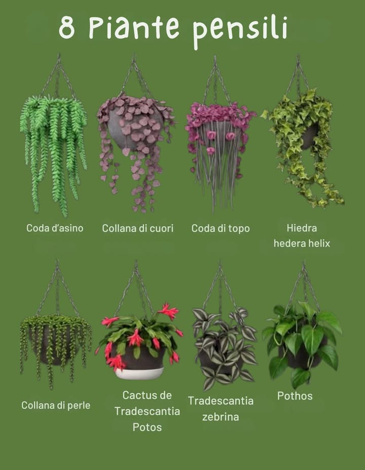 華 Piante pendenti: un tocco di verde che trasforma ogni spazio 

Le piante pendenti sono una scelta perfetta per dare vita e colore a qualsiasi angolo della casa o dellufficio. Ideali per interni, molte specie si adattano bene alla scarsa luminosità e richiedono poca manutenzione. Tuttavia, è fondamentale conoscere le loro esigenze per mantenerle sane e rigogliose.

 Requisiti di base

1 Luce: la maggior parte preferisce luce moderata o bassa, ma specie come Verbena e Petunia hanno bisogno di più sole per fiorire bene.
2 Irrigazione: annaffiare regolarmente ma senza eccessi; la frequenza varia secondo la specie e il clima. Evita ristagni!
3 Temperatura: prediligono ambienti temperati, tra 15C e 25C. Alcune, come le orchidee, richiedono un clima leggermente più caldo.
4 Concimazione: un fertilizzante bilanciato mantiene le piante forti e verdi. Segui sempre le dosi indicate dal produttore.

 Cura e manutenzione

 Potatura: elimina rami secchi o danneggiati per preservare la forma e prevenire malattie.
 Controllo dei parassiti: attenzione ad acari, afidi e mosche bianche; usa rimedi naturali o prodotti biologici per proteggerle.
華 Terriccio: deve restare umido ma non zuppo; troppa acqua causa marciume radicale, problema comune nelle piante sospese.

#PiantePendenti #ToccoVerde