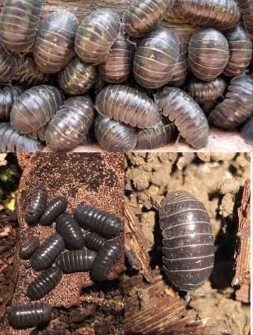 Molti giardinieri si domandano cosa siano questi piccoli insetti presenti nel giardino. Si chiamano Oniscidae e si trovano spesso nascosti sotto mattoni o altri oggetti umidi.. Si chiamano Oniscidae. Puoi trovarli sotto un mattone o un oggetto umido. Forse ti hanno fatto provare disgusto e ti sei chiesto perché esistano in natura. Ebbene, lascia che te lo dica: gli Oniscidae, meglio conosciuti come porcellini di terra, sono un sottogruppo di crostacei isopodi con una funzione fondamentale: rimuovere i metalli pesanti dannosi dal suolo, come mercurio, cadmio e piombo. Contribuiscono alla depurazione della terra e delle falde acquifere, confermando la saggezza della natura. Non danneggiarli né spruzzare pesticidi!