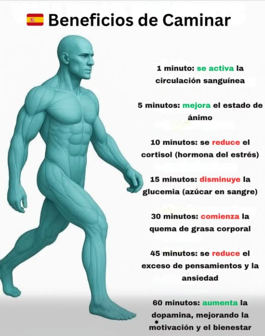 Beneficios de caminar
Caminar cada día genera efectos positivos progresivos en el cuerpo y en la mente.
Así reacciona el organismo con el paso del tiempo:
1 minuto: se activa la circulación sanguínea
5 minutos: mejora el estado de ánimo
10 minutos: se reduce el cortisol hormona del estrés
15 minutos: disminuye la glucemia
30 minutos: comienza la quema de grasa
45 minutos: se reduce el exceso de pensamientos y la tensión mental
60 minutos: aumenta la dopamina, mejorando la motivación y la concentración
Caminar con regularidad favorece el bienestar físico y mental.