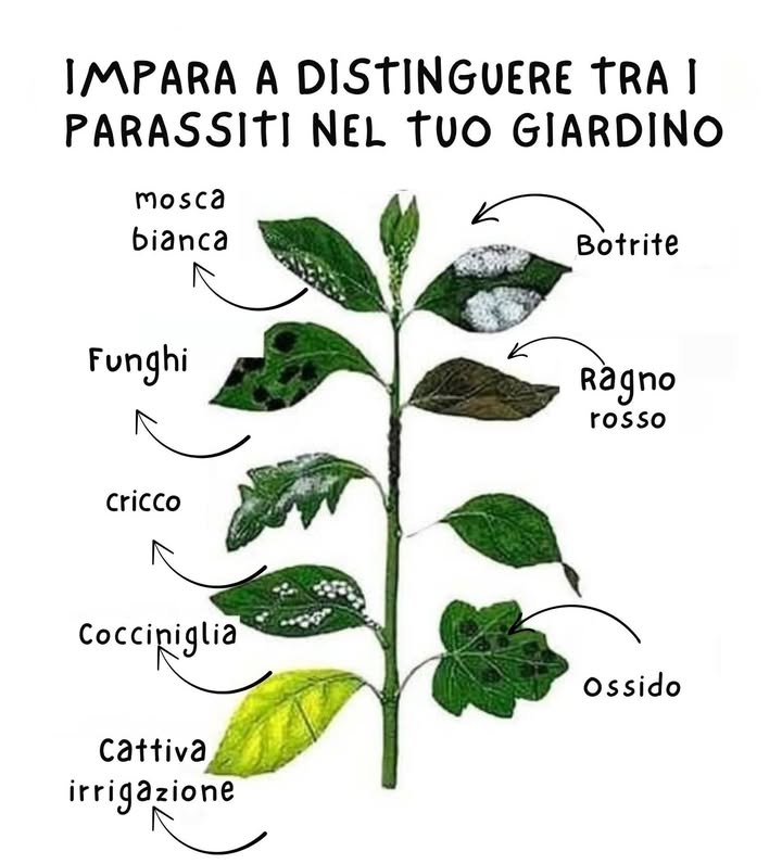 IMPARA A DISTINGUERE TRA I PARASSITI NEL TUO GIARDINo
Gli errori da non fare nella lotta contro i parassiti delle piante:
1. Essere troppo reattivi: Controllate regolarmente la salute delle piante e posizionate trappole per i parassiti. Attraiete insetti utili per il giardinaggio anziché ucciderli con prodotti aggressivi.
2. Lasciare le piante infestate:Agite tempestivamente quando notate pochi parassiti per evitare che linfestazione si propaghi.
3. Spruzzare pesticidi ad ampio spettro: Evitate di usare pesticidi che danneggiano anche insetti e microrganismi utili. Coccinelle, ragni e vespe sono predatori naturali utili contro afidi e cocciniglie.
4. Vietate le monocolture: Diversificate le colture per rendere più difficile la diffusione dei parassiti.
5. Utilizzare alternative agli insetticidi spray:Gli insetti sviluppano resistenza agli spray chimici. Considerate barriere fisiche come coperture per i filari e una buona pacciamatura.
6. Applicare spray insetticidi al momento giusto: Evitate di applicare insetticidi sotto il sole diretto, per evitare di danneggiare le foglie. Preferite la mattina presto o la sera tardi.
7. Utilizzare dispositivi di protezione: Indossate sempre indumenti di protezione quando usate insetticidi chimici per evitare rischi di intossicazioni.
Questi consigli aiutano a combattere i parassiti senza compromettere lequilibrio naturale dellecosistema del vostro giardino.