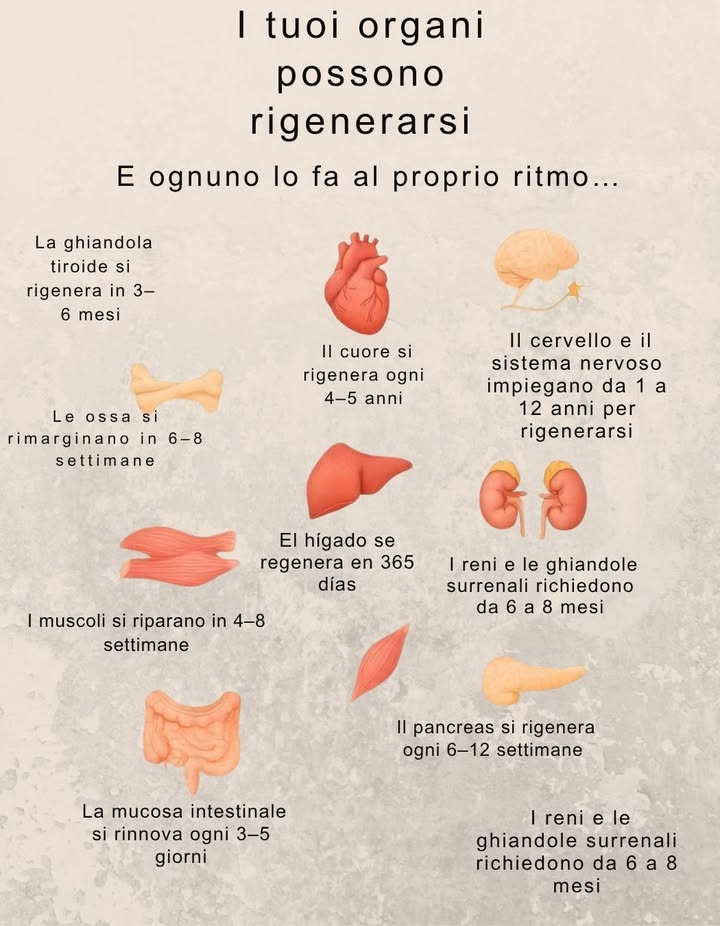 溺 I tuoi organi hanno la capacità di rigenerarsi, ognuno con il proprio ritmo naturale:

領 Le ossa si riparano in 68 settimane
 I muscoli si rigenerano in 48 settimane
裂 La mucosa intestinale si rinnova ogni 35 giorni
喙 La tiroide si rigenera in 36 mesi
 Il cuore si rinnova ogni 45 anni
易 Il cervello e il sistema nervoso impiegano da 1 a 12 anni
什 Il fegato si rigenera in circa 365 giorni
 I reni e le ghiandole surrenali si rinnovano in 68 mesi
啕 Il pancreas si rigenera ogni 612 settimane

 Il corpo è saggio. Abbine cura, e saprà come guarire.