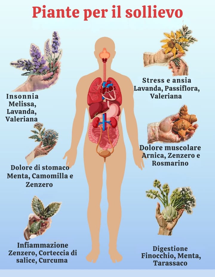 Piante per il sollievo
