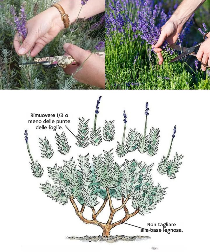 Perché è necessario potare la lavanda in agosto e come farlo…
Metodo Semplificato per Potare la Lavanda
1. Strumenti Necessari:
– Forbici da potatura affilate e pulite 
– Guanti da giardinaggio 理
2. Procedura di Potatura:
– Ispeziona la pianta: Identifica rami secchi, danneggiati o malati .
– Potatura dei rami: Taglia i rami a circa un terzo della loro lunghezza, mantenendo la forma arrotondata .
– Rimozione dei fiori secchi: Taglia i fiori appassiti per stimolare la crescita di nuovi germogli .
– Pulizia: Rimuovi i residui e assicurati che la base sia ben ventilata per prevenire malattie fungine .
3. Benefici della Potatura:
– Stimola una crescita sana e compatta 
– Favorisce una fioritura abbondante e vibrante 
– Riduce il rischio di malattie fungine e infestazioni 
4. Errori da Evitare:
– Non tagliare troppo vicino al legno vecchio 
– Non trascurare i fiori secchi 
– Mantieni gli strumenti puliti per evitare infezioni 
5. Consigli Pratici:
– Irrigazione: Non esagerare con lacqua, la lavanda preferisce un terreno asciutto .
– Concimazione: Usa fertilizzanti bilanciati con moderazione .
– Protezione invernale: Copri la base della pianta con pacciamatura per proteggere dal freddo .
6. Domande Frequenti:
– Quando potare? Agosto, dopo la fioritura .
– Posso potare in primavera?No, rischi di rimuovere nuovi germogli 鹿.
– Quanto spesso devo potare?Una volta allanno, a fine estate