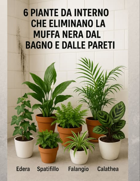 6 piante da interno che eliminano la muffa nera dal bagno e dalle pareti
Ecco un metodo semplificato per prevenire la formazione di muffa sulle pareti di casa usando piante capaci di assorbire lumidità:
1. Identificazione della causa: Prima di tutto, individua e risolvi la causa delleccesso di umidità, come perdite dacqua o scarsa ventilazione.
2. Scelta delle piante: Scegli tra queste piante che aiutano ad assorbire lumidità e prevenire la muffa:
– Edera: Posiziona ledera vicino ai muri o al soffitto per assorbire lumidità e purificare laria.
– Spatifillo: Ha bisogno di poca luce e le sue radici sono ottime per assorbire lumidità, prevenendo batteri e muffa.
– Felci: Sono adatte a bassa luce e aiutano a depurare laria e a mantenere un ambiente meno umido.
– Areca: Utilizza lumidità per crescere e previene lo sviluppo di muffa e batteri.
– Falangio: Richiede poche cure e depura laria, aiutando a mantenere i muri liberi da muffa.
– Calathea: Originaria dei Tropici, assorbe lumidità ed è perfetta per ambienti molto umidi come il bagno.
3. Posizionamento delle piante: Metti le piante scelte negli ambienti più umidi della casa, come il bagno o luoghi con poca ventilazione.
Seguendo questi passaggi e scegliendo le piante adatte, puoi prevenire efficacemente la formazione di muffa sulle pareti della tua casa in modo naturale e senza luso di prodotti chimici dannosi.