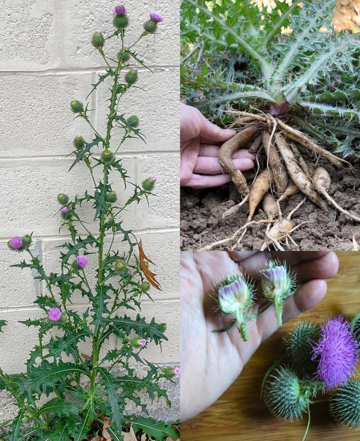 Cresce ovunque, ma la maggior parte delle persone non ha idea che questa pianta sia un vero tesoro…
Cirsium vulgare Cardo selvatico: la pianta spinosa che purifica e guarisce

Spesso considerato solo unerbaccia, il cardo selvatico  o Bull Thistle  è in realtà una pianta medicinale preziosa. Con i suoi steli spinosi e i fiori viola vivaci, nasconde proprietà depurative, digestive e antinfiammatorie riconosciute da secoli nella fitoterapia tradizionale europea.

 Benefici Principali del Cardo Selvatico

1 Migliora la digestione  Le radici, ricche di composti amari, stimolano gli enzimi digestivi e favoriscono lappetito.
2 Depura il fegato  Supporta leliminazione delle tossine e il naturale processo di disintossicazione.
3 Riduce linfiammazione  I flavonoidi e gli antiossidanti alleviano dolori articolari e gonfiori.
4 Rinforza il sistema immunitario  Fonte di vitamina C e ferro, aiuta il corpo a difendersi da virus e infezioni.
5 Ricco di antiossidanti  Contrasta i radicali liberi e sostiene la salute cellulare.
6 Favorisce la guarigione delle ferite  Le foglie schiacciate hanno un effetto antibatterico e cicatrizzante.
7 Azione diuretica  Elimina liquidi e tossine, utile per reni e circolazione.
8 Stimola la circolazione  I composti amari migliorano il flusso sanguigno e proteggono il cuore.
9 Calma la pelle irritata  Gli infusi leniscono eczema, dermatiti e irritazioni.
 Sostiene lapparato respiratorio  Le tisane aiutano in caso di tosse o irritazioni bronchiali.

 Come Usarlo in Casa

 1. Tisana depurativa
Ingredienti: 12 cucchiaini di foglie essiccate per tazza dacqua calda.
Preparazione: Lascia in infusione 1015 minuti, filtra e bevi 12 volte al giorno.
 Utile per fegato, digestione e purificazione.

 2. Tintura digestiva
Metti le radici tritate in alcol a 4050, chiudi in un barattolo e lascia riposare 46 settimane. Filtra e conserva in boccetta scura.
 Prendi 1020 gocce in poca acqua prima dei pasti.

 3. Impacco antinfiammatorio
Schiaccia foglie fresche e applicale su muscoli o articolazioni infiammate per 3060 minuti.
 Riduce dolore e gonfiore.

啕 4. Lavaggio per ferite
Prepara un infuso di foglie, lascialo raffreddare e usalo per detergere tagli o punture.
 Disinfetta e accelera la cicatrizzazione.

𥳐 5. Tonico per la pelle
Usa linfuso raffreddato come tonico naturale o aggiungilo allacqua del bagno.
 Calma la pelle e dona sollievo alle irritazioni.

 Precauzioni
 Indossa guanti durante la raccolta: le spine sono pungenti.
 Evita luso se sei allergico alle Asteracee es. ambrosia, camomilla.
 Non usare in gravidanza, allattamento o con terapie farmacologiche senza parere medico.
 Non eccedere: quantità eccessive possono irritare lo stomaco.

 Il Cirsium vulgare è molto più di una pianta spinosa: è un alleato naturale per fegato, digestione e pelle.
Trasformato in tisana, tintura o impacco, il cardo selvatico dimostra che la vera forza della natura spesso si nasconde proprio nelle piante più umili.