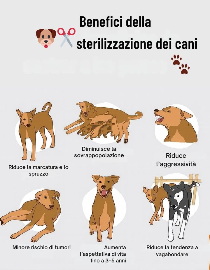 Benefici della sterilizzazione del cane 

1 Riduce la marcatura  Meno urina per segnare il territorio.
2 Contiene la sovrappopolazione  Evita cucciolate indesiderate.
3 Diminuisce laggressività  Migliora la convivenza con altri cani e persone.
4 Riduce il rischio di tumori  Previene alcuni tipi di cancro.
5 Allunga laspettativa di vita  Fino a 35 anni in più.
6 Limita la fuga e il vagabondaggio  Meno rischi di smarrimento o incidenti.

 Una scelta responsabile che tutela la salute e la sicurezza del tuo amico a quattro zampe.

#CuraDelCane #AnimaliFelici #Sterilizzazione