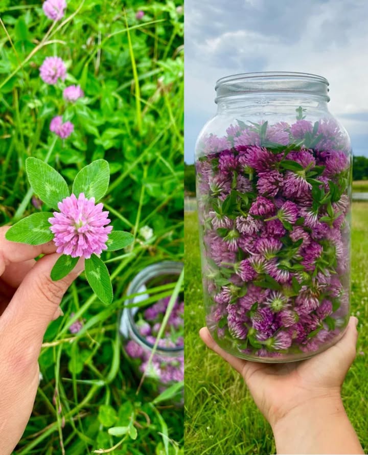 Forse avete già visto il trifoglio rosso e avete pensato che fosse solo unerbaccia, ma non avete mai saputo quanto sia potente…
 Trifoglio Rosso: 15 Benefici Straordinari e Come Usarlo
Il trifoglio rosso Trifolium pratense è una pianta spontanea dei prati europei, asiatici e nordamericani, ricca di isoflavoni, antiossidanti e vitamine. Utilizzato da secoli nella fitoterapia, sostiene salute ormonale, pelle, ossa e molto altro.
 15 Benefici del Trifoglio Rosso
Equilibrio ormonale femminile  riduce vampate, sudorazioni notturne e sbalzi dumore in menopausa.
Pelle sana  lenisce eczema, psoriasi e irritazioni cutanee.
Ossa forti  aiuta a mantenere la densità ossea, riducendo il rischio di osteoporosi.
Cuore e circolazione  migliora il flusso sanguigno, regola la pressione e alza lHDL colesterolo buono.
Depurazione naturale  purifica il sangue e sostiene fegato e sistema linfatico.
Sollievo mestruale  attenua crampi e cicli irregolari.
Immunità forte  rinforza le difese naturali.
Azione antinfiammatoria  utile contro artrite e dolori articolari.
Vie respiratorie  calma tosse e bronchite, favorendo lespulsione del muco.
Capelli e cuoio capelluto  stimola la microcircolazione e nutre i follicoli.
Pelle luminosa  migliora la salute del fegato e riduce linfiammazione interna.
Digestione equilibrata  stimola lappetito e allevia lindigestione.
Protezione cellulare  gli isoflavoni agiscono come antiossidanti ricerca in corso.
Azione rilassante  il tè di trifoglio rosso calma il sistema nervoso e favorisce il sonno.
Supporto prostatico  utile anche per la salute maschile grazie alle proprietà antinfiammatorie.
 Come usarlo
Tisana: 12 cucchiaini di fiori secchi in 1 tazza dacqua calda, infusione 1015 min, 12 volte al giorno.
Tintura: 12 contagocce diluiti in acqua, 23 volte al giorno.
Olio o unguento: applicare su eczema, rash o irritazioni.
Capsule: seguire le indicazioni in etichetta o del fitoterapeuta.
Fresco in insalata: foglie e fiori giovani per un tocco delicato e nutriente.
 Precauzioni: evitare in gravidanza/allattamento senza parere medico, in caso di tumori ormono-sensibili o se si assumono anticoagulanti.
 Il trifoglio rosso non è solo un fiore di campo, ma un potente alleato naturale per ormoni, pelle, ossa, cuore e depurazione.