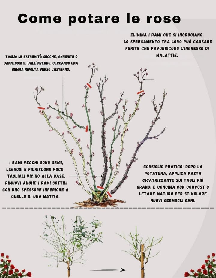 Come Potare le Rose per Ottenere Fiori più Sani 

Dai ai tuoi rosai un nuovo inizio e una struttura più robusta.

 Elimina i rami incrociati per evitare sfregamenti e malattie.
 Taglia i rami legnosi più vecchi vicino alla base.
 Accorcia le punte secche o danneggiate dallinverno, tagliando appena sopra una gemma rivolta verso lesterno.
 Rimuovi i germogli sottili come una matita.