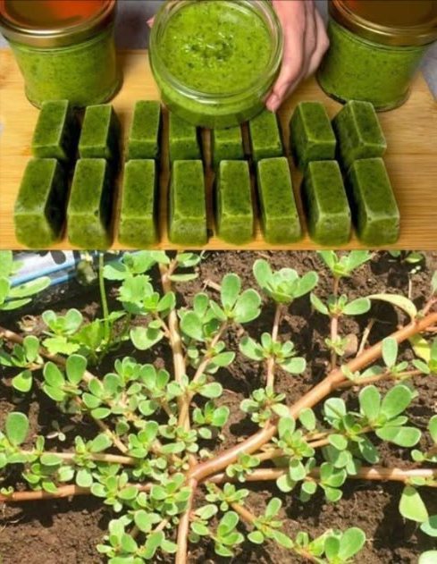 Trovare questa pianta è più prezioso che trovare denaro: la maggior parte delle persone non sa nemmeno che è una delle piante più potenti, e cresce ovunque…
 Portulaca: Il Superverde Dimenticato dal Giardino alla Salute
 Benefici Chiave in breve
 Ricca di Omega-3, vitamine A-C-E e ferro
 Riduce infiammazioni e regola zuccheri nel sangue
 Ottima per cuore, pelle, digestione e sistema immunitario
 Favorisce idratazione, detox, sonno e controllo del peso
 Utile per pelle, capelli, ulcere, crampi e stitichezza
 Usi Pratici in Cucina e Benessere
 Tisana digestiva e detox foglie fresche o secche
 Insalata cruda: con limone, pomodoro e cetriolo
 Frullati verdi: aggiungi ai mix con frutta
 Saltata in padella con aglio e olio
 Pasta topica: applica su acne o punture
 Ammollo piedi per gonfiore e sollievo
 Cubetti ghiaccio anti-infiammatori
 Polvere essiccata da usare tutto lanno
 Una pianta resistente, facile da trovare e straordinariamente nutriente. Perfetta per chi cerca soluzioni naturali, semplici ed efficaci per il benessere quotidiano.
 Nota: Se hai problemi renali o assumi farmaci, consulta prima un medico.