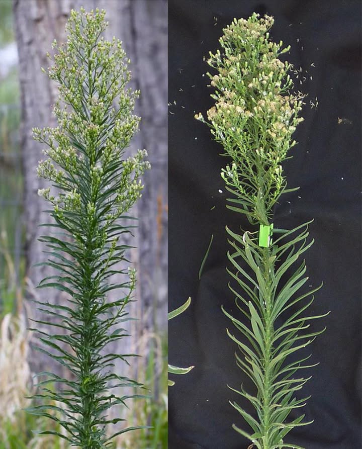 Forse hai visto questa “erbaccia” crescere ovunque, ma non hai mai saputo il suo potere…
 Horseweed Erigeron canadensis: lerba spontanea che sorprende! 
 Benefici principali, con un tocco verde e naturale
喝 Stop alle piccole emorragie
Foglie fresche pestate direttamente sulla ferita.
 Antinfiammatoria naturale
Infuso caldo come impacco su zone dolenti.
 Digestione serena
Una tisana al giorno aiuta stomaco e intestino.
 Diuretico delicato
Elimina liquidi in eccesso e sgonfia.
 Contro la diarrea
Decotto tiepido da bere al bisogno.
 Mal di denti?
Radice fresca da masticare o sciacqui con infuso.
啕 Guarigione accelerata
Foglie schiacciate su tagli e abrasioni.
 Sollievo durante il ciclo
Tè caldo per attenuare i crampi mestruali.
 Gola infiammata
Gargarismi con infuso 23 volte al giorno.
 Vie urinarie in equilibrio
Tisana leggera per depurare con parere medico.
 Afte addio
Risciacqui con infuso freddo mattina e sera.
烈 Punture di insetti?
Foglie fresche strofinate direttamente sulla pelle.
林 Tonico viso naturale
Tè freddo applicato con batuffolo come astringente.
洛 Mal di testa in arrivo?
Impacco caldo sulla fronte.
匿 Contro i funghi cutanei
Lava la zona con infuso due volte al giorno.
 Irritazioni della pelle
Garza imbevuta con infuso tiepido o diluito.
 Polmoni più liberi
Inalazioni di vapore o sorseggiare il tè.
粒 Depurazione quotidiana
Una tazza al giorno per una settimana.
領 Dolori articolari
Impacco caldo sulle zone rigide o doloranti.
 Insetti lontani
Strofina le foglie sulla pelle o appendile negli spazi esterni.
 Come preparare il tè
1 1 cucchiaino di foglie secche o una manciata fresche
2 Bollire in 1 tazza dacqua per 10 minuti
3 Filtra, usa caldo o freddo secondo necessità
 Attenzione
Non usare in gravidanza, allattamento o con farmaci. Consulta un medico o erborista prima delluso.
 Unerba comune… con poteri straordinari!