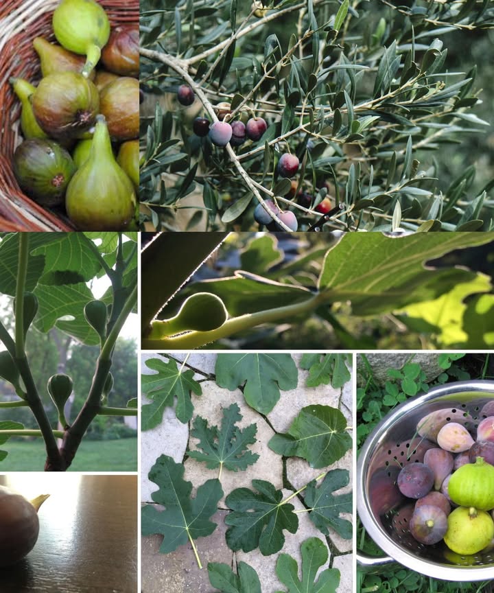 Perché Piantare i Fichi Accanto agli Ulivi? Il Segreto della Protezione Naturale!
Sapevi che piantare i fichi vicino agli ulivi è una tecnica antica per proteggere gli alberi dallattacco della mosca dellolivo? Questo metodo naturale aiuta a difendere gli ulivi senza luso di pesticidi, migliorando la qualità e la resa del raccolto.
烈 Come Funziona?
La mosca dellolivo, uno dei parassiti più dannosi per la produzione di olive, è irresistibilmente attratta dallodore dolce dei frutti del fico. Una volta che linsetto si sposta dagli ulivi ai fichi e tocca il loro miele, muore immediatamente, poiché questa sostanza risulta letale per lui.
 Il Metodo Tradizionale
Fin dallantichità, i contadini hanno utilizzato questa strategia per proteggere i loro ulivi in modo naturale. La regola doro? Piantare un albero di fico ogni quattro ulivi per ottenere il massimo effetto protettivo.
 I Benefici di Questo Metodo
 Difesa naturale senza pesticidi
 Migliore salute degli ulivi e raccolto più abbondante
 Equilibrio ecologico e rispetto della natura
 Tecnica tramandata da generazioni
Se hai un uliveto o stai pensando di piantarne uno, considera di affiancarlo ai fichi: un piccolo accorgimento che può fare una grande differenza!