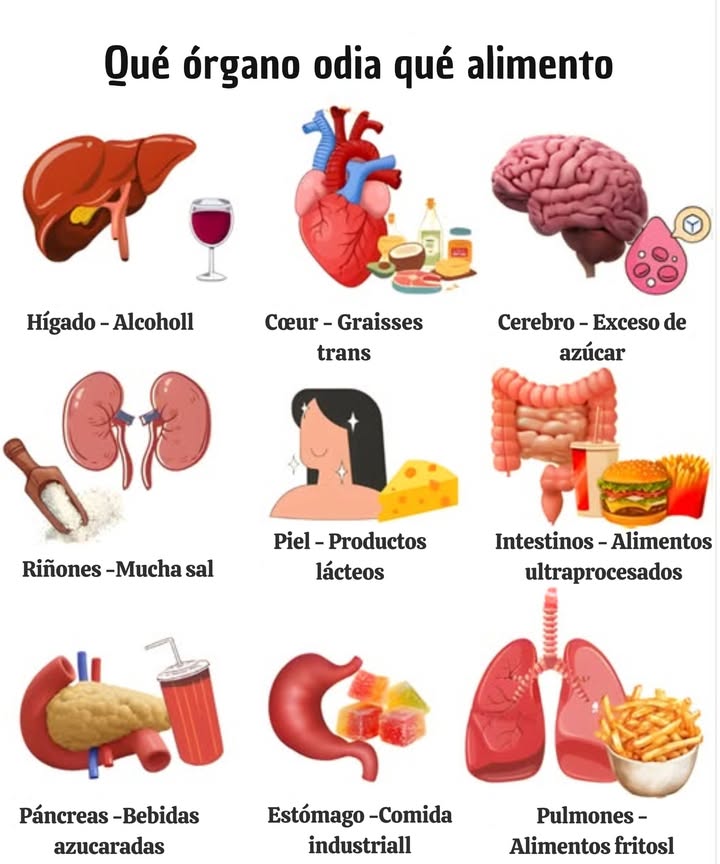 喙 Qué Órgano Odia Qué Alimento