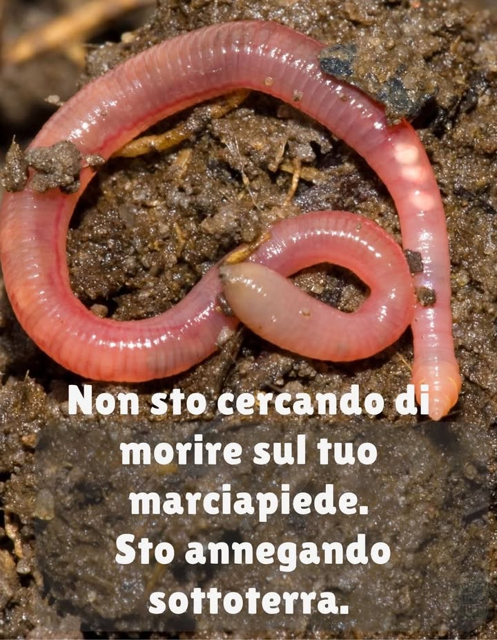 Verità sulle Lombrichi 
Non sto scappando dalla terra. Sto cercando aria per non soffocare.
 Respiro attraverso la pelle  la pioggia può annegarmi
 Scavo gallerie e arieggio gratis il tuo orto
 Lavoro fino a 10 tonnellate di suolo per ettaro ogni anno
 I miei escrementi? Valgono 2.000 /tonnellata come fertilizzante naturale
 Arricchisco il suolo con il 700% in più di nutrienti per le piante
 Posso vivere 10 anni  ma muoio in 10 minuti sullasfalto
 Uno di noi = la forza di 1.000 batteri
 Proteggi il suolo. Proteggi me.
Non sono un parassita. Sono il motore della salute del tuo giardino.