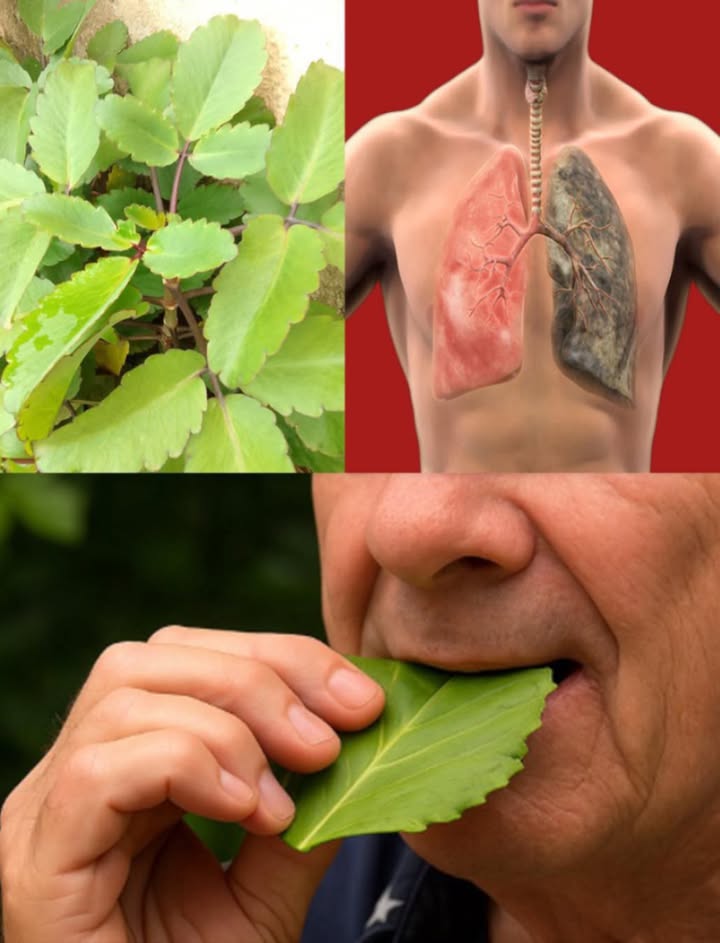 La maggior parte delle persone non conosce il potere di questa semplice pianta miracolosa da giardino…
 Leaf of Life Kalanchoe pinnata: la foglia che guarisce! 
 20 benefici straordinari
蠟 Tosse e muco addio  Espettorante naturale
 Scioglie i calcoli renali  Ottimo in decotti depurativi
 Sollievo per lasma  Libera bronchi e facilita la respirazione
啕 Ferite che guariscono in fretta  Foglie schiacciate disinfettano e cicatrizzano
 Antinfiammatorio potente  Contro dolori e gonfiori
 Difese immunitarie al top  Ricca di antiossidanti
 Abbassa la febbre  Rimedi erboristici naturali
 Favorisce la digestione  Aiuta contro stitichezza e gonfiore
洛 Calma il mal di testa  Polpa sulla fronte
裂 Antibatterica e antifungina  Contro infezioni e micosi
 Fegato protetto  Azione disintossicante
烈 Punture? Nessun problema  Riduce prurito e arrossamenti
醴 Salute orale  Gargarismi contro afte e gengiviti
 Pressione sotto controllo  Aiuta a regolarla in modo naturale
聆 Regola il ciclo  Contro crampi e irregolarità
 Più relax, sonno migliore  Calma il sistema nervoso
 Pelle luminosa e sana  Ideale per acne e irritazioni
北 Contro le ulcere  Protegge lo stomaco
 Diarrea sotto controllo  Calma lo stomaco irritato
例 Dolori articolari? Sollievo naturale  Impacchi mirati
 Usi casalinghi semplici e efficaci
 Tisana curativa: 23 foglie bollite in 2 tazze dacqua, 510 min
磻 Succo fresco: Frulla le foglie con poca acqua, 1 cucchiaio a stomaco vuoto
啕 Impacco locale: Pasta di foglie fresche su ferite e gonfiori
 Inalazioni vapore: Foglie bollite per decongestionare naso e seni paranasali
醴 Collutorio naturale: Gargarismi tiepidi 23 volte al giorno
 Maschera viso: Polpa  miele o aloe per 15 minuti
 Miscela notte serena: 1 cucchiaino di succo  acqua calda  miele prima di dormire
 Attenzione!
 Non sostituisce il parere medico
 Evitare uso prolungato senza controllo
擄 Consultare sempre un professionista in gravidanza, allattamento o con farmaci