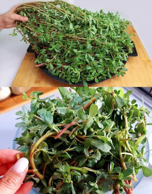 Questa pianta è più gustosa della carne!
Scopri la Portulaca oleracea  un superfood dimenticato che merita un posto fisso nel tuo giardino 

 8 Motivi per coltivarla subito:

 Più Omega-3 di qualsiasi altra pianta verde  alleata del cuore e della mente

 Ricca di antiossidanti  protegge le cellule e rallenta linvecchiamento

 Fonte di minerali essenziali  calcio, ferro, magnesio, potassio e molto altro

 Alta in vitamina C  rafforza il sistema immunitario

凌 Carica di beta-carotene  previene carenze di vitamina A

 Contiene melatonina naturale  migliora il sonno

喙 Aiuta a ridurre il colesterolo LDL  grazie al betalaino

 Ricca di triptofano  migliora lumore in modo naturale

綾 Ricetta Facile: Pesto di Portulaca e Basilico
Una delizia cremosa, fresca e salutare! 

Ingredienti:
 2 tazze di portulaca giovane foglie e steli
 45 g di basilico fresco
 1 spicchio daglio
 45 g di mandorle tostate
 Succo di  limone
 50 ml di olio extravergine doliva
 Sale e pepe q.b.

Preparazione semplificata:
1 Metti tutti gli ingredienti tranne lolio nel robot da cucina
2 Frulla fino a ottenere una crema
3 Versa lolio a filo mentre frulli per emulsionare
4 Aggiusta di sale e pepe
5 Usa su pane tostato, pasta, verdure o carne

 Un concentrato di gusto e salute in ogni cucchiaiata!
Portulaca: coltivala, cucinala, amala