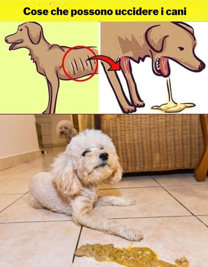 Cose che possono uccidere i cani 
I cani sono molto sensibili ad alcuni alimenti e sostanze; alcune possono essere tossiche o fatali:
 Cioccolato
 Uva e uvetta
 Cipolla e aglio
 Farmaci per uso umano
 Prodotti chimici e veleni
 Ossa cotte possono scheggiarsi
 Sintomi di avvelenamento: vomito, diarrea, debolezza, convulsioni, emorragia interna.
 Tieni queste sostanze lontane dal tuo animale e contatta immediatamente il veterinario al primo segno di avvelenamento.