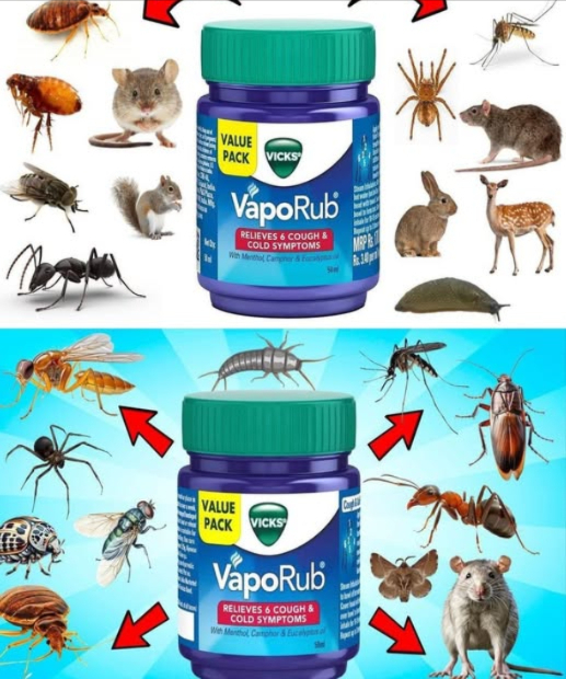 VICKS VAPORUB: Il Repellente Naturale per Parassiti in Casa! 
烈 Zanzare:
Applica un po di Vaporub su polsi, caviglie, collo e dietro le orecchie. Lodore forte di mentolo, canfora e eucalipto tiene lontani gli insetti.
Suggerimento: metti barattoli aperti vicino a finestre e porte per una zona mosquito-free.
 Mosche:
Spalma Vaporub su pezzetti di stoffa o carta e posizionali vicino a bidoni, lavelli e cucine. Oppure metti una ciotola con acqua calda e un po di Vaporub per far evaporare il profumo repellente.
 Formiche:
Applica Vaporub su crepe, ingressi e piste delle formiche. Spalmalo intorno ai bidoni e in cucina per interrompere il loro cammino e tenerle lontane.
 Provalo: è facile, naturale e mantiene la casa libera da insetti fastidiosi!