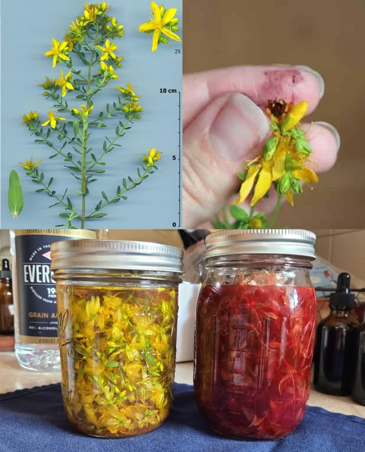 La maggior parte delle persone non si rende nemmeno conto che questa pianta incredibilmente comune è una delle più potenti al mondo…
 Iperico: il sole della natura per corpo e mente 

 Migliora lumore e calma lansia
 Favorisce il sonno e rilassa i nervi
 Aiuta contro la depressione stagionale
啕 Guarisce ferite, ustioni e irritazioni cutanee
 Riduce dolori nervosi e articolari
林 Olio infuso per massaggi, scottature e ferite
 Tisana rilassante e digestiva
溺 Rafforza il sistema immunitario
喝 Allevia PMS, regola ormoni e supporta la menopausa
易 Migliora la concentrazione e combatte il mal di testa
 Lenisce emorroidi e vescica irritata
 Antivirale, antibatterico, cicatrizzante

 Precauzioni importanti
 Evita il sole dopo luso
 Interagisce con farmaci e anticoncezionali
擄 Non usare in gravidanza o allattamento senza controllo medico

 Usalo con rispetto, è un potente alleato naturale