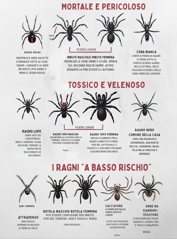 Guida alla sicurezza dei ragni: Sapere cosa è pericoloso!
Mortale: Redback, Funnel-web, White tail
Tossico: Lupo, Topo, Ragno nero della casa
A basso rischio: Croce di SantAndrea, Porta trappola, Cacciatore, Tritone del giardino
Rimanete curiosi, rimanete al sicuro!