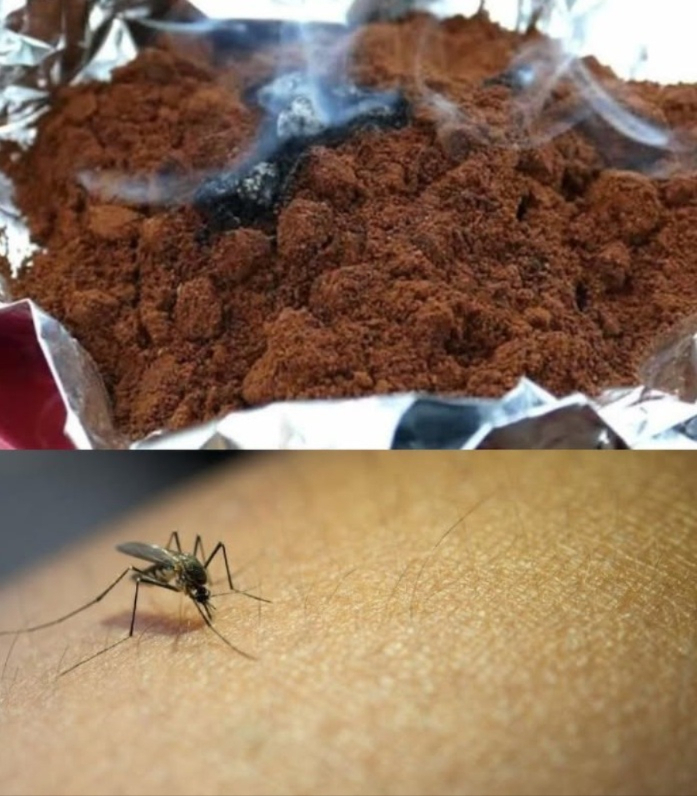 ADDIO ALLE ZANZARE PER 3 MESI CONSECUTIVI: ANCORA PIÙ POTENTE DELLINSETTICIDA
Se sei stanco di essere tormentato dalle zanzare ogni estate, abbiamo una soluzione facile e naturale per te. Basta un solo ingrediente: il caffè!
Il caffè è un potente repellente per le zanzare. Studi scientifici hanno dimostrato che laroma del caffè è detestato da questi insetti fastidiosi. Ecco come usarlo:
1. Spruzzo Repellente: Mescola 2 cucchiai di caffè, 2 tazze dacqua e 1 cucchiaio di aceto bianco in un atomizzatore. Spruzza questa miscela intorno alla casa, soprattutto vicino a finestre, balconi e terrazze. Crea una barriera protettiva che tiene lontane le zanzare.
2. Candela Profumata al Caffè: Non buttare via i fondi di caffè! Mettili al sole per asciugarli, poi accendili su un foglio di carta stagnola. Il fumo respingerà le zanzare dalla tua casa. Puoi mettere queste candele profumate sul davanzale delle finestre o sui balconi.
3. Prevenzione: Per evitare la formazione di pozzanghere e stagni dacqua, versa i fondi di caffè negli stagni vicino a casa tua. Anche i vasi delle piante possono diventare un luogo dove le zanzare depongono le uova, quindi spargi un po di polvere di caffè sul terreno delle piante per tenerle lontane.
Prova anche ad accendere candele profumate alla citronella con olio essenziale di limone per unulteriore protezione. Con questi semplici trucchi, puoi dire addio alle zanzare per tre mesi consecutivi in modo naturale e senza luso di prodotti chimici. Buona estate senza zanzare!