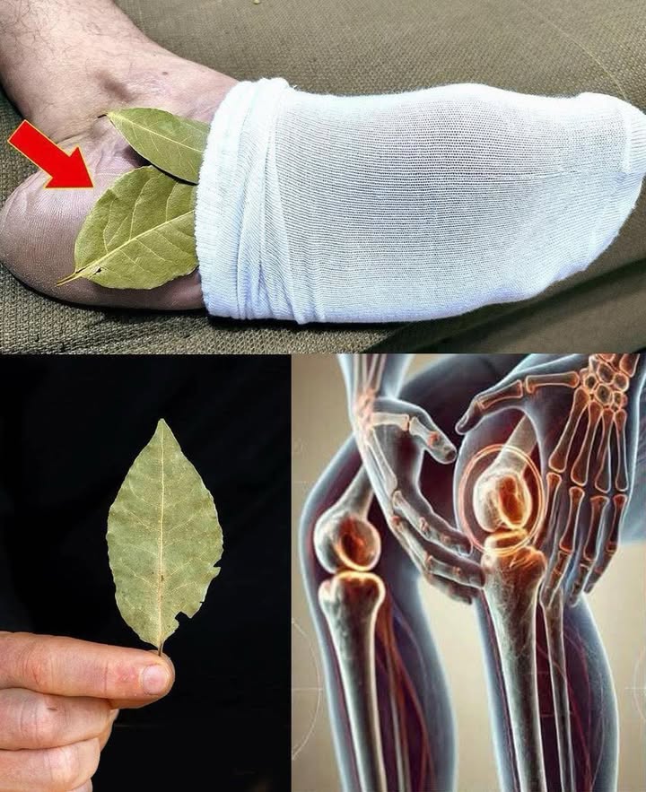 Mettete 1 foglia di alloro sui piedi e non dovrete più spendere soldi in farmacia…
 Sollievo Naturale con le Foglie di Alloro nei Calzini! 
Un rimedio semplice e sorprendente per alleviare il dolore a piedi, articolazioni e schiena!
 Come si fa:
Prendi 1-2 foglie di alloro pulite e asciutte
Inseriscile dentro ai calzini, vicino al tallone
Indossa i calzini di notte o mentre ti rilassi in casa
Ripeti ogni giorno per 2 settimane
 Benefici Principali:
Riduce dolore e infiammazione
Migliora la circolazione
Favorisce il rilassamento e il sonno
Protegge da funghi e batteri
離 Leugenolo, il principio attivo dellalloro, ha potenti effetti antinfiammatori e analgesici, proprio come alcuni farmaci… ma totalmente naturale!
 Ideale per chi soffre di:
Piedi doloranti
Artrite o dolori articolari
Infiammazioni croniche
Mal di schiena o ginocchia
 Un antico segreto della natura, a portata di piede!
Provalo anche tu per scoprire quanto può essere potente una semplice foglia.