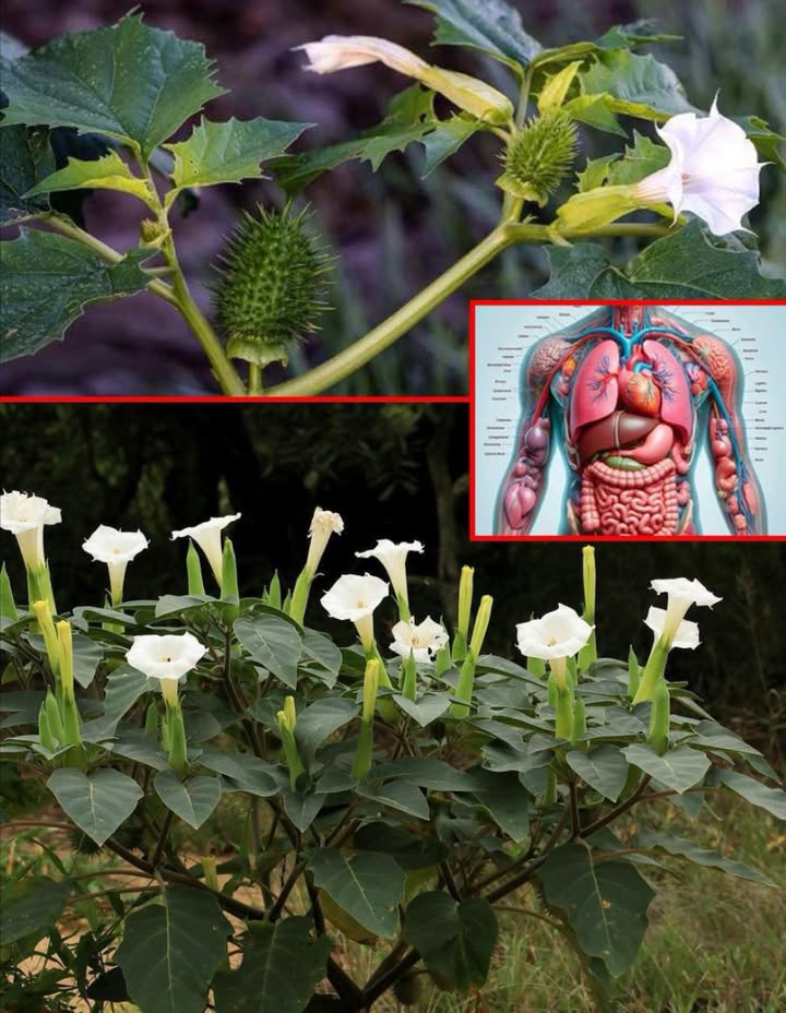 Questa pianta cresce nella maggior parte dei giardini, ma la maggior parte delle persone non ha idea di quanto sia PERICOLOSA…
Il Genere Datura: la Bellezza Velenosa da cui Tenersi alla Larga 

Le piante del genere Datura, note come Tromba del Diavolo o Mela Spinosa, attirano per i loro fiori spettacolari ma nascondono un pericolo mortale. Tutte le specie di Datura sono altamente tossiche per esseri umani e animali, e anche un contatto minimo può causare gravi effetti sul sistema nervoso.

 Cosè la Datura

Appartenente alla famiglia delle Solanacee, la stessa di belladonna e mandragora, la Datura è originaria delle Americhe ma ormai diffusa in tutto il mondo. Cresce facilmente in suoli disturbati, ai bordi delle strade o nei giardini, dove talvolta viene coltivata per i suoi grandi fiori a tromba di colore bianco, giallo o viola e per i caratteristici frutti spinosi.

Dietro la sua bellezza si cela un pericolo: ogni parte della pianta semi, fiori, foglie e radici contiene potenti alcaloidi tossici che agiscono sul sistema nervoso centrale.

 Specie Comuni di Datura

1 Datura stramonium Erba delle streghe o Jimsonweed
Fiori bianchi o violacei e frutti spinosi. È tra le più tossiche: anche poche sementi possono provocare allucinazioni, delirio e avvelenamento grave.

2 Datura metel Corno dellAbbondanza
Fiori grandi, profumati, di colore bianco, giallo o porpora. Spesso coltivata a scopo ornamentale, ma contiene gli stessi composti velenosi delle altre specie.

3 Datura inoxia Fiore della Luna
Fiori bianchi che si aprono di notte, molto aromatici. Viene spesso confusa con la Ipomoea alba moonflower non tossica, con rischio di avvelenamenti accidentali.

4 Datura ferox Mela Spinosa a Lunghe Spine
Caratterizzata da frutti molto spinosi e alti livelli di tossicità. È una delle specie più pericolose.

 Perché è così pericolosa

Tutte le specie di Datura contengono alcaloidi tropanici altamente tossici:
 Atropina
 Scopolamina
 Iosciamina

Queste sostanze bloccano i neurotrasmettitori del sistema nervoso, causando deliri, allucinazioni, paralisi e collasso respiratorio. Anche piccole quantità possono essere fatali.

 Sintomi di Avvelenamento da Datura

 Allucinazioni e delirio, spesso spaventosi e incontrollabili.
 Pupille dilatate, visione offuscata e forte sensibilità alla luce.
 Secchezza estrema della bocca e difficoltà a deglutire.
 Tachicardia e pressione elevata.
 Convulsioni, coma o arresto respiratorio nei casi più gravi.

Lavvelenamento può avvenire per ingestione, inalazione o semplice contatto cutaneo.

 Perché Evitarla

 Altamente tossica anche in piccole dosi  pochi semi possono causare avvelenamento.
 Effetti imprevedibili  la concentrazione di tossine varia da pianta a pianta.
 Pericolosa per animali domestici e bestiame  ingerirla può essere fatale per cani, gatti e bovini.

理 Come Proteggersi

 Non toccare né raccogliere piante di Datura.
 Se cresce nel tuo giardino, rimuovila indossando guanti e abiti protettivi.
 Tieni bambini e animali lontani: i fiori e le capsule spinose attirano la curiosità.
 Non bruciare la pianta: i fumi possono contenere composti tossici.
 Diffondi consapevolezza: molte persone la scambiano per una pianta ornamentale innocua.

 In Caso di Avvelenamento

Chiama immediatamente i servizi di emergenza o un centro antiveleni.
Non tentare rimedi casalinghi: serve intervento medico urgente.

 Conclusione
La Datura è un esempio perfetto di come la natura possa essere allo stesso tempo affascinante e letale. I suoi fiori bianchi e profumati nascondono un potere velenoso che non deve mai essere sottovalutato.
Ammirala da lontano, ma non toccarla mai  la sua bellezza non vale il rischio.