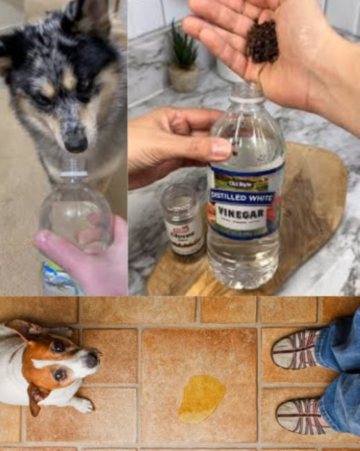 Mescola laceto con il pepe e dì addio per sempre alla pipì di cani e gatti! 
 Rimedio naturale per evitare che facciano pipì ovunque:
 1 tazza di aceto 磻
 1 cucchiaio di pepe 
 Il succo di un limone 
 1 tazza dacqua 
 Mescola tutto, versa in una bottiglia spray e spruzza nelle zone dove i tuoi animali tendono a fare pipì!