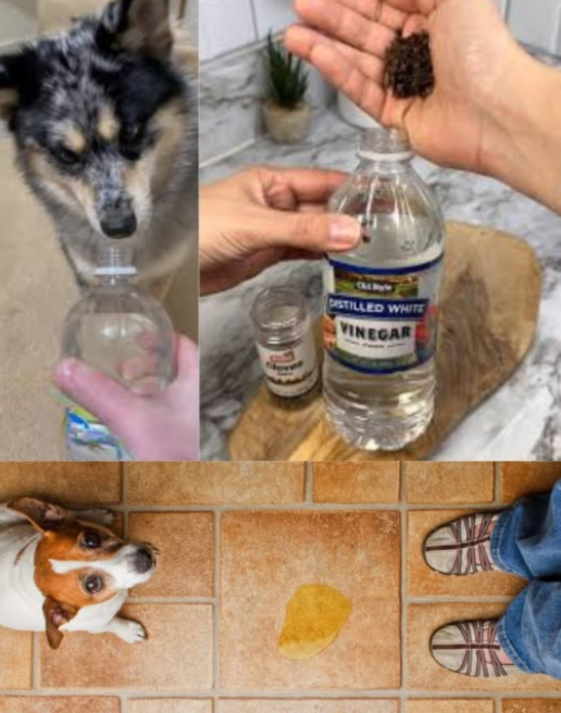 Mescola laceto con il pepe e dì addio per sempre alla pipì di cani e gatti! 
 Rimedio naturale per evitare che facciano pipì ovunque:
 1 tazza di aceto 磻
 1 cucchiaio di pepe 
 Il succo di un limone 
 1 tazza dacqua 
 Mescola tutto, versa in una bottiglia spray e spruzza nelle zone dove i tuoi animali tendono a fare pipì!