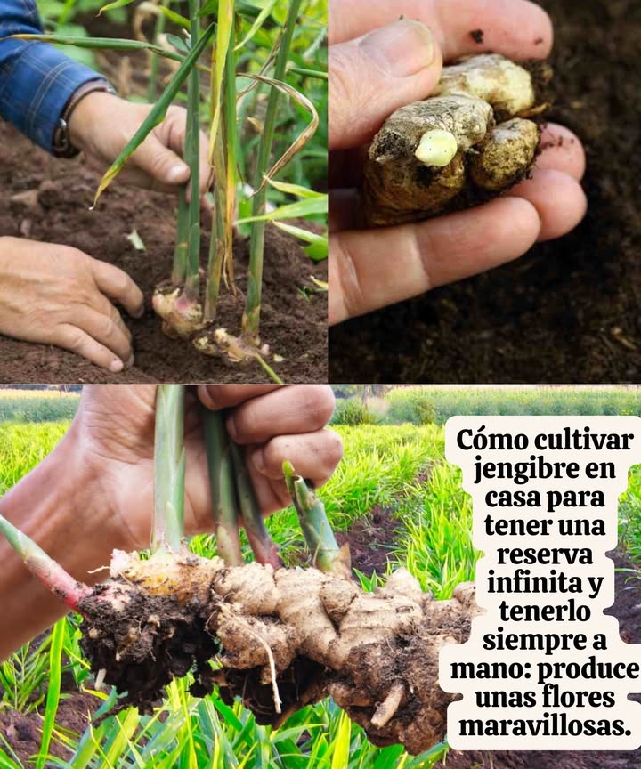 Quieres cultivar jengibre en casa y disfrutar de sus maravillosas flores? Aquí te dejamos una guía rápida: 1. Selecciona el rizoma : Escoge un trozo fresco con "ojos". Remójalo por 24 horas antes de plantar. 2. Elige el recipiente : Usa una maceta ancha mínimo 30 cm con buen drenaje. Mezcla 50% tierra, 30% fibra de coco y 20% perlita. 3. Luz y temperatura : Necesita luz indirecta y calor 20-30 C. Coloca la maceta cerca de una ventana o balcón luminoso. 4. Riego : Mantén la tierra húmeda al inicio, luego riega cada 2-3 días. Pulveriza las hojas si hay sequedad. 5. Floración : Las flores aparecerán entre 8-10 meses después de plantar, aportando belleza y aroma. 6. Cosecha : Listo para cosechar entre 8-10 meses. Desentierra lo necesario y cubre el resto. 7. Multiplicación : Replanta trozos del rizoma después de cada cosecha para un suministro constante. Cultiva jengibre y disfruta de su frescura y belleza todo el año!
