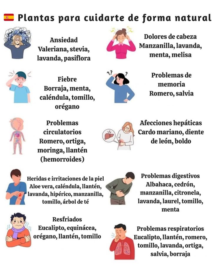 Plantas para cuidarte de forma natural