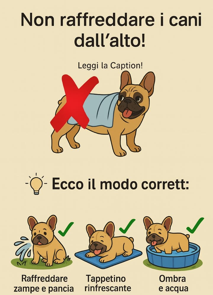 Non raffreddare i cani dallalto: ecco come aiutarli davvero con il caldo!
Con larrivo dellestate e delle giornate torride, la salute dei nostri amici a quattro zampe è una priorità. Molti proprietari, in buona fede, pensano che bagnare la schiena del cane sia un modo efficace per aiutarlo a sopportare le alte temperature. Ma attenzione! Raffreddare il cane dallalto non è la strategia giusta e può persino rivelarsi fastidiosa o poco utile..
.
.
.
.
.
.
https://consiglibrillanti.com/non-raffreddare-i-cani-dallalto-ecco-come-aiutarli-davvero-con-il-caldo/