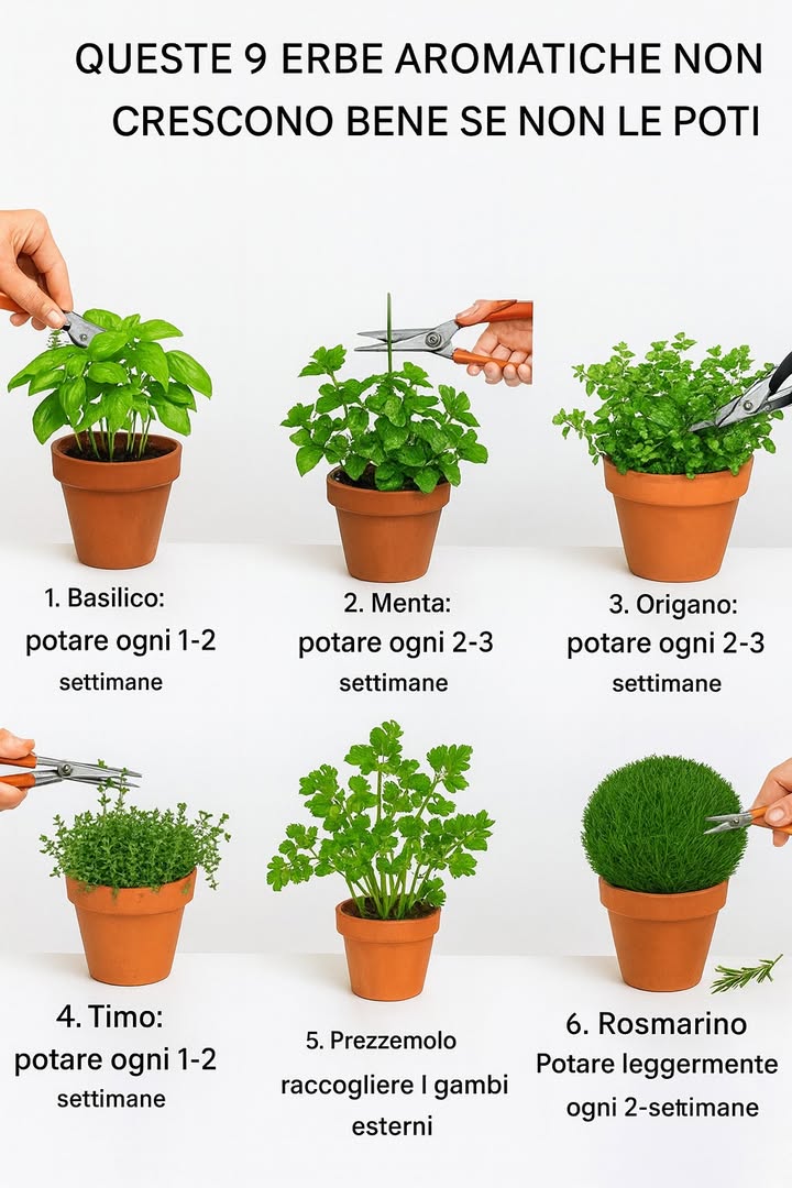 9 erbe aromatiche che crescono meglio se le poti regolarmente 

Ecco 9 erbe aromatiche che hanno bisogno di essere potate per crescere al meglio:

1. Basilico 

Va potato ogni 12 settimane. Taglia le punte dei rami appena sopra una coppia di foglie: così stimoli la pianta a ramificare e produrre più foglie profumate.

2. Menta 

Si sviluppa velocemente e tende a diventare invadente. Potala ogni 23 settimane per mantenerla compatta e ricca di aroma.

3. Origano 

Taglia i rami ogni 23 settimane per favorire una crescita ordinata e stimolare la produzione di nuove foglioline.

4. Timo 

Ama le potature leggere e frequenti, ogni 12 settimane. Questo evita che diventi legnoso e poco produttivo.

5. Prezzemolo 

Non serve una vera potatura, ma va raccolto correttamente: preleva sempre i gambi esterni, lasciando crescere quelli centrali.

6. Rosmarino 

Potatura leggera ogni 23 settimane. Aiuta a mantenerlo compatto e ad evitare che si allunghi troppo.