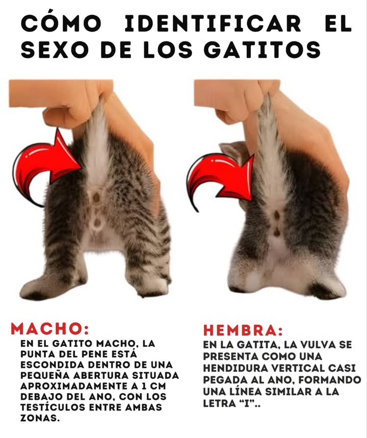 Cómo identificar el sexo de los gatitos Reconocer el sexo de un gatito desde una edad temprana permite asegurar cuidados adecuados y un buen seguimiento de salud. Macho la abertura genital se encuentra a aproximadamente 1 cm bajo el ano; los testículos se forman entre ambos, dando un aspecto de dos puntos separados. Hembra la vulva aparece como una hendidura vertical muy cercana al ano, formando una línea similar a la letra i. Observar estas diferencias ayuda a ofrecer a cada gatito una atención adaptada a su desarrollo y bienestar. #IdentifierLeSexe #IdentificarElSexo #Chatons #Gatitos #BienÊtreFélin #BienestarFelin