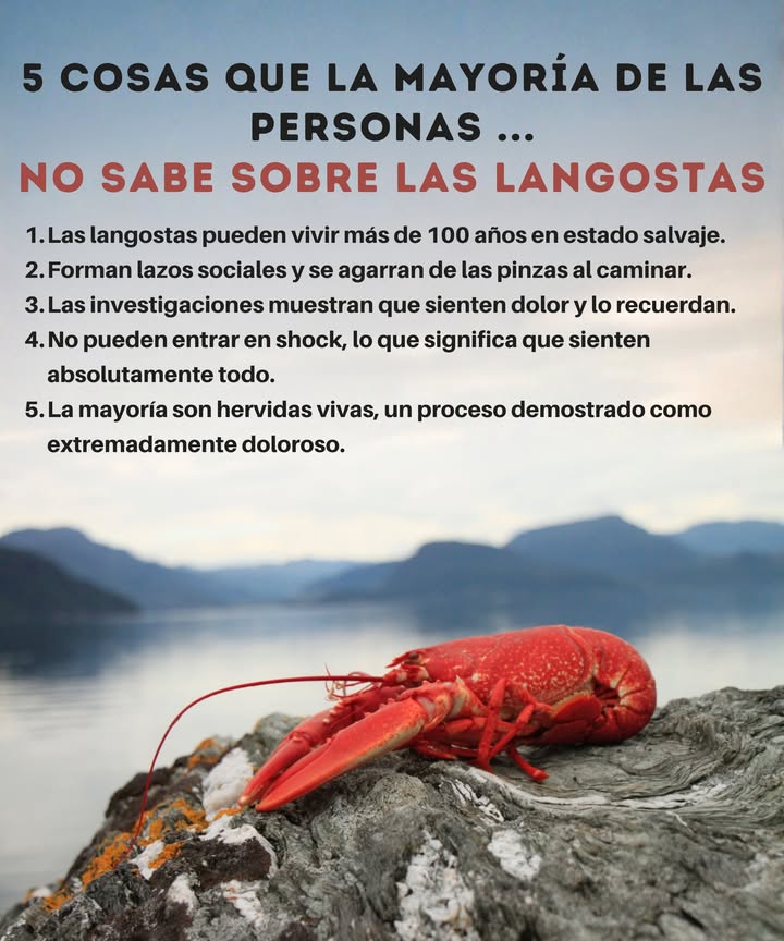 Cuanto más aprendemos sobre la vida marina, más nos damos cuenta de que muchas criaturas del océano son seres emocionales, sociales y sensibles.

Las langostas no son insectos marinos.
Viven largas vidas, se conectan con otros y sienten el dolor profundamente.

Entender la naturaleza cambia cómo la tratamos  y cada pequeño cambio hacia la compasión importa.   
#CompassionForWildlife #CompasiónPorLaVidaSilvestre