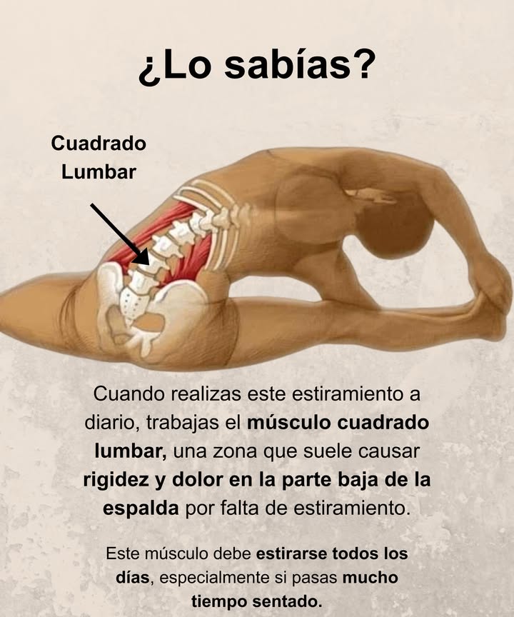 Estiramiento esencial para la zona lumbar

El músculo cuadrado lumbar es una zona clave que acumula rigidez y dolor en la parte baja de la espalda, especialmente por permanecer mucho tiempo sentado.

Realizar este estiramiento a diario ayuda a mantener la flexibilidad, aliviar molestias y prevenir tensiones crónicas.

 Dedica unos minutos cada día para estirar y fortalecer la zona lumbar: tu espalda te lo agradecerá.