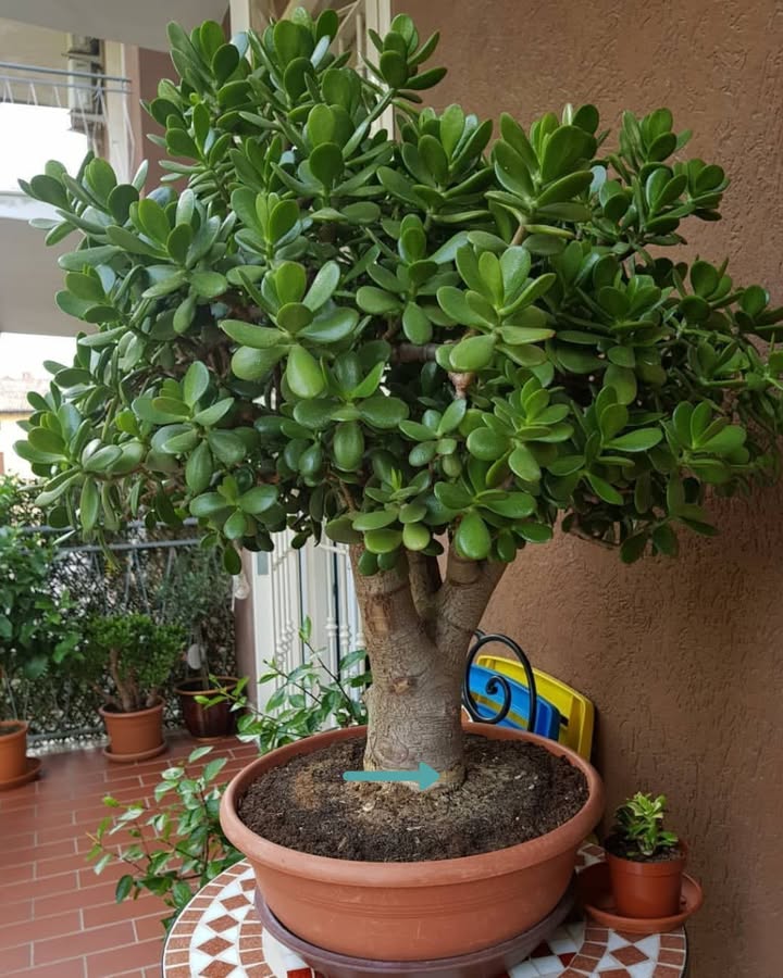 Diese Pflanze sollte in jedem Haus stehen, sagte mein Großvater: Sie ist nicht nur dekorativ, diese Wirkung sollte jeder kennen!
1. Symbolik: Jadepflanzen symbolisieren Wohlstand, Glück und Langlebigkeit und ziehen Reichtum in Ihr Leben, wenn sie zu Hause oder im Büro platziert werden.
2. Pflegeleicht: Diese pflegeleichte Sukkulente gedeiht im Innenbereich und eignet sich daher sowohl für Anfänger als auch für erfahrene Gärtner.
3. Luftreinigung: Wie andere Sukkulenten reinigen Jadepflanzen die Raumluft, indem sie Giftstoffe absorbieren und Sauerstoff abgeben, was eine gesündere Atmosphäre fördert.
4. Stressreduzierung: Untersuchungen zeigen, dass Zimmerpflanzen, einschließlich Jadepflanzen, Stress und Ängste reduzieren und das allgemeine Wohlbefinden verbessern.
5. Feng Shui: Das Platzieren einer Jadepflanze in der südöstlichen Ecke Ihres Hauses, entsprechend den Prinzipien des Feng Shui, zieht Reichtum und Wohlstand an.
6. Generationenbindung: Jadepflanzen lassen sich leicht durch Stecklinge vermehren und schaffen so eine Bindung, die Generationen überdauert, indem sie mit Familie und Freunden geteilt werden.
Zusammenfassend lässt sich sagen, dass die Jadepflanze mehr als nur Schönheit in Ihr Zuhause bringt: Sie verkörpert Symbolik, bietet gesundheitliche Vorteile und fördert die Verbindung, was sie zu einer wertvollen Ergänzung für jeden Raum macht.