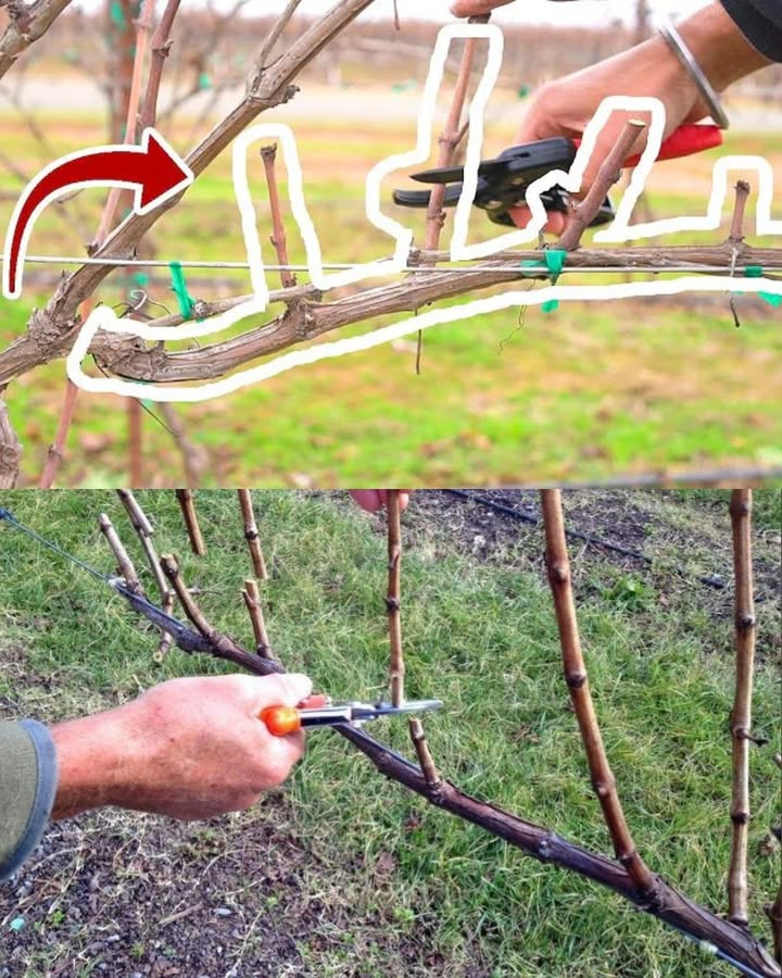 Como Podar Videiras para uma Colheita Saudável 
1 Poda de Inverno
Realize a poda principal durante o período de dormência, entre fevereiro e março. Remova de 70% a 90% dos ramos do ano anterior, deixando apenas os mais fortes e produtivos.
2 Poda de Manutenção
Durante o crescimento, elimine brotos em excesso para melhorar a ventilação e garantir que todos recebam luz solar, evitando doenças e amadurecimento irregular.
3 Cuidados com Mudas Jovens
Mantenha apenas o broto mais vigoroso e fixe-o a uma estaca vertical. Este formará o tronco principal da videira.
4 Formação dos Ramos Produtivos
Quando o tronco atingir cerca de 30 cm, escolha dois ramos fortes e amarre-os à estrutura de suporte. Pode-os deixando de 8 a 10 gemas por ramo.
5 Manutenção Anual
Todos os anos, ao final do inverno, corte os novos brotos, preservando apenas 2 a 3 gemas. Isso estimula uma produção constante e controlada.
6 Videiras em Pérgolas
Mantenha o tronco até o topo da estrutura e elimine brotos laterais abaixo dela. Retire também os ramos doentes ou fracos.
 Uma poda bem-feita garante videiras equilibradas, vigorosas e produtivas, resultando em uvas mais doces e colheitas abundantes.