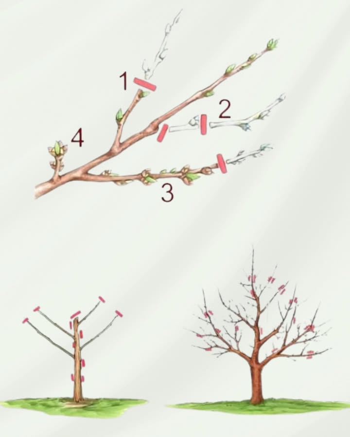 Obstbäume richtig schneiden: So förderst du Wachstum, Ertrag und Baumgesundheit
Ein gut ausgeführter Baumschnitt entscheidet darüber, ob ein Obstbaum vital bleibt, reichlich Früchte trägt und eine stabile Krone entwickelt. Die Zeichnung zeigt typische Schnittstellen an jungen und älteren Ästen und erklärt, welche Art von Trieben entfernt oder eingekürzt werden sollte.
Der richtige Schnitt verbessert die Lichtverteilung in der Krone, fördert die Bildung neuer Fruchttriebe und verhindert Krankheiten, da die Krone schneller abtrocknet.
Die vier wichtigsten Schnittbereiche siehe obere Zeichnung
1. Entfernen von Konkurrenz- und Spitzenzweigen
Der markierte Bereich 1 zeigt einen Zweig, der senkrecht nach oben wächst und mit dem Leittrieb konkurriert.
Solche Triebe:
 entziehen dem Baum Energie
 verdichten unnötig die Krone
 fördern Instabilität
Diese Triebe schneidet man vollständig weg, um den Haupttrieb zu stärken.
2. Einkürzen zu langer Seitentriebe
Bereich 2 markiert ein Einkürzen eines Seitentriebes.
Durch das Einkürzen:
 verzweigen sich die Triebe stärker
 entstehen neue, fruchtfähige Kurztriebe
 bleibt die Krone kompakt und tragfähig
Solche Schnitte macht man knapp über einer nach außen gerichteten Knospe.
3. Entfernen von steil aufwärts gewachsenen Wassertrieben
Triebe wie bei 3 wachsen steil aufwärts und bilden keine Früchte.
Sie sind typisch nach starkem Rückschnitt oder schweren Wintern.
Diese Triebe:
 verschatten die Krone
 verbrauchen Energie
 brechen leicht
Sie werden möglichst nah an der Basis entfernt.
4. Entfernen von nach innen wachsenden oder reibenden Ästen
Bei 4 sieht man einen nach innen gerichteten Trieb.
Er sollte entfernt werden, weil:
 er die Luftzirkulation behindert
 er an anderen Ästen scheuert Infektionsgefahr
 er im Kroneninneren kaum Früchte bringt
Eine offene Krone ist das Ziel  Licht und Luft sind entscheidend.
Jungbaumschnitt untere linke Abbildung
Bei jungen Bäumen geht es vor allem darum, eine stabile Grundstruktur aufzubauen:
 Ein durchgehender Mitteltrieb Stammverlängerung
 34 kräftige Leitäste, gleichmäßig um den Stamm verteilt
 Entfernen aller Konkurrenz- und Störtriebe
 Einkürzen der Leitäste, damit sie sich verzweigen
 Starke Vertikalschüsse werden entfernt
Ziel: Ein Gerüstbaum, der später Lasten von Früchten gut tragen kann.
Erhaltungsschnitt bei älteren Obstbäumen untere rechte Abbildung
Ältere Bäume benötigen regelmäßig einen sanften, aber gezielten Schnitt:
 Entfernen überalterter Fruchttriebe
 Licht in die Mitte der Krone bringen
 Steil nach oben wachsende Triebe wegschneiden
 Verjüngen durch selektives Entfernen alter Äste
 Einkürzen zu langer Äste, um Ausbrechen zu verhindern
Wichtig: Nicht zu stark schneiden! Zu viel Rückschnitt erzeugt viele Wassertriebe und schwächt den Baum.
Der richtige Zeitpunkt für den Obstbaumschnitt
 Winter JanuarMärz:
Starker Schnitt wirkt wachstumsfördernd  ideal für Apfel, Birne.
 Sommer JuniAugust:
Sanfter Schnitt bremst Wachstum  gut zur Formkorrektur und zum Entfernen von Wassertrieben.
 Steinobst Kirsche, Pflaume:
Am besten direkt nach der Ernte schneiden  das mindert Krankheitsrisiken.
Wichtige Schnittregeln auf einen Blick
 Immer knapp über einer Knospe schneiden
 Schräg schneiden, damit Regenwasser abläuft
 Dicke Äste in mehreren Schritten entfernen Stichwort: Rindenschonung
 Verletzte, kranke oder abgestorbene Triebe sofort entfernen
 Nie zu viele Äste auf einmal entfernen
Fazit
Ein gut durchdachter Obstbaumschnitt ist entscheidend für Gesundheit, Ertrag und langfristige Stabilität eines Baumes. Die oben gezeigten Schnitttypen  Konkurrenztrieb entfernen, Seitentriebe einkürzen, Wassertriebe auslichten und nach innen wachsende Äste entfernen  schaffen eine harmonische, luftige Krone.
Mit einem regelmäßigen Schnittplan und etwas Geduld wird dein Obstbaum jedes Jahr schöner, kräftiger und fruchtbarer.