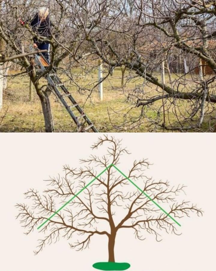 Obstbäume richtig schneiden  Für Gesundheit und Ertrag 

1 Gesundheit und Wachstum
Regelmäßiges Schneiden entfernt kranke und alte Äste, stärkt die Vitalität und schützt vor Pilzerkrankungen.

2 Licht und Luft
Eine offene Krone lässt Sonne und Luft besser zirkulieren, was die Fruchtbildung und Reife fördert.

3 Der richtige Zeitpunkt
Winterschnitt JanuarMärz regt Wachstum an. Sommerschnitt JuniAugust bremst starkes Wachstum und bringt mehr Licht ins Innere.

4 Grundregeln
Nach innen wachsende und steile Triebe entfernen, Fruchtholz fördern, saubere Schnitte über einer Knospe setzen.

5 Schrittweise vorgehen
Erst tote Äste entfernen, dann Krone auslichten und lange Triebe kürzen. Große Schnittstellen mit Wundbalsam behandeln.

6 Häufige Fehler
Nicht zu zaghaft schneiden, kein Frostschnitt und nicht ins alte Holz schneiden.

Ein gut gepflegter Obstbaum bleibt stabil, fruchtbar und liefert über viele Jahre reiche Ernten.