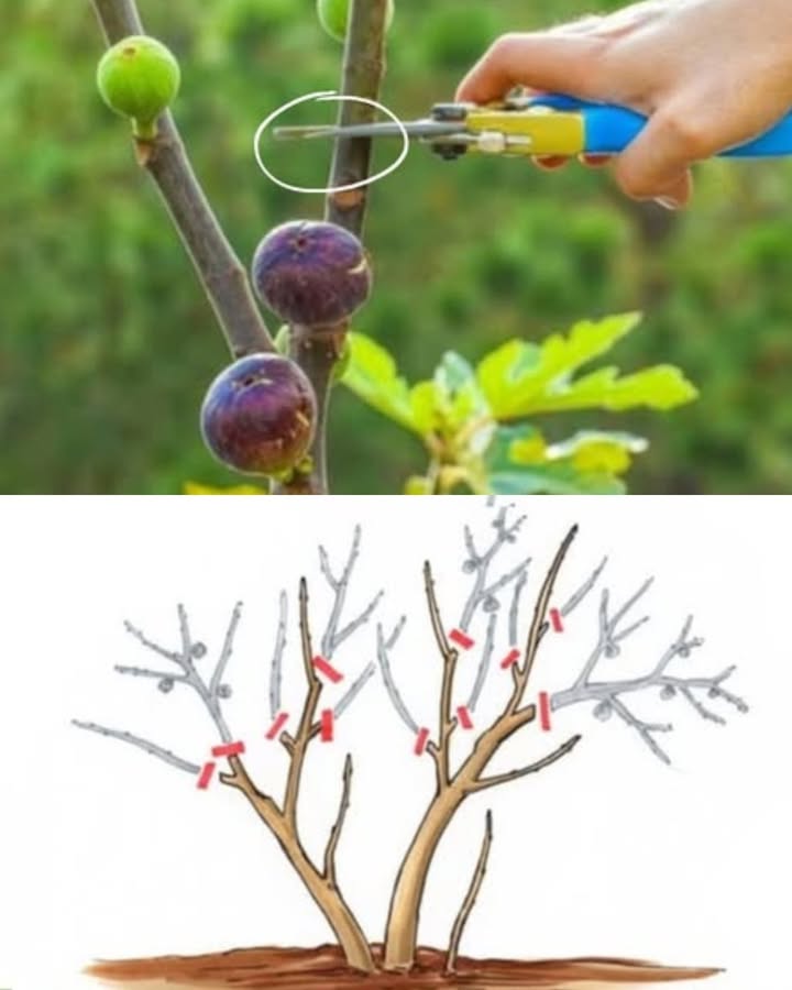 Feigenbaum richtig schneiden für maximale Fruchterträge  Wichtige Punkte
Beste Zeit zum Schneiden:
Winter November  Februar während der Ruhephase.
Sommerschnitt vermeiden führt zu Saftverlust & weniger Früchten.
Vorbereitung:
Scharfe, saubere und desinfizierte Werkzeuge verwenden.
Struktur formen:
Junge Feigenbäume für eine offene, luftige Form schneiden.
Konkurrenzäste entfernen, um Licht und Luftzirkulation zu verbessern.
Gesundheit des Baumes erhalten:
Tote, kranke oder beschädigte Äste entfernen, damit der Baum seine Energie auf gesundes Wachstum konzentrieren kann.
Fruchtproduktion fördern:
Äste, die bereits Früchte getragen haben, auf ein Drittel der Länge zurückschneiden.
Schnitt knapp über einer gesunden Knospe oder einem Blatt setzen.
Früchte ausdünnen:
Entfernen von kleinen oder beschädigten Früchten, um die Reife und Qualität der restlichen Feigen zu verbessern.
Baumgröße kontrollieren:
Lange oder zu dichte Äste gezielt kürzen, um das Wachstum zu steuern.
Pflege nach dem Schnitt:
Schnittreste entfernen, für ausreichend Wasser & Nährstoffe sorgen.
Mit diesen Maßnahmen bleibt der Feigenbaum gesund und liefert eine reiche Ernte mit optimalen Früchten!