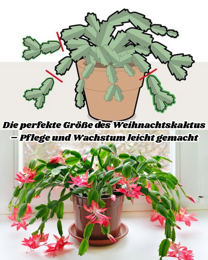 Die perfekte Größe des Weihnachtskaktus  Pflege und Wachstum leicht gemacht 

Der Weihnachtskaktus Schlumbergera ist eine der beliebtesten Zimmerpflanzen, besonders im Winter, wenn seine farbenfrohen Blüten das Haus erhellen. Viele Pflanzenliebhaber fragen sich jedoch: Wie groß sollte ein Weihnachtskaktus eigentlich sein  und wann muss man ihn zurückschneiden, um ihn in Form zu halten? Hier erfährst du alles über die ideale Größe, das richtige Schneiden und wie du ein gesundes Wachstum förderst.

 1 Die ideale Größe des Weihnachtskaktus

Ein ausgewachsener Weihnachtskaktus kann zwischen 30 und 50 cm breit und bis zu 40 cm hoch werden, je nach Sorte und Pflege. In seiner natürlichen Umgebung Brasilien wächst er sogar hängend von Bäumen herab. In Zimmerkultur sieht er am schönsten aus, wenn er leicht über den Topfrand hängt  das betont seine elegante, kaskadenartige Form.

 Tipp:
Ein zu dichter oder zu großer Weihnachtskaktus kann weniger Blüten bilden. Die Pflanze braucht Luft und Licht zwischen den Trieben, um neue Knospen zu entwickeln.

 2 Wann und wie man den Weihnachtskaktus schneidet

Der beste Zeitpunkt zum Schneiden ist nach der Blütezeit, also im Spätwinter oder frühen Frühling. So kann die Pflanze ihre Energie für das neue Wachstum nutzen.

So gehst du vor:

Schneide mit einer sauberen, scharfen Schere oder einfach durch Abbrechen an den Gliedern.

Entferne überlange, schwache oder verholzte Triebe.

Kürze etwa ein Drittel der Länge  das regt neue Seitentriebe an und macht die Pflanze buschiger.

 Extra-Tipp:
Die abgeschnittenen Segmente kannst du ganz leicht vermehren! Steck sie in feuchte Erde oder Wasser  nach 23 Wochen bilden sich neue Wurzeln.

 3 Wachstum fördern und Blüte verlängern

Ein Weihnachtskaktus wächst nicht schnell, aber mit der richtigen Pflege bleibt er jahrelang gesund und blühfreudig.

Wichtige Pflegetipps:

Licht: Helles, indirektes Licht  kein direktes Sonnenlicht.

Temperatur: Ideal zwischen 1824 C, im Herbst leicht kühler ca. 15 C, um die Blütenbildung anzuregen.

Wasser: Regelmäßig gießen, aber Staunässe vermeiden. Die Erde sollte leicht feucht, nie durchnässt sein.

Düngung: Von März bis August alle 24 Wochen mit Kakteendünger.

華 4 Umtopfen und Form erhalten

Ein Weihnachtskaktus sollte alle 23 Jahre umgetopft werden  am besten nach der Blüte. Verwende ein gut durchlässiges Substrat z. B. Kakteenerde mit etwas Sand oder Perlit.
Wähle einen Topf, der nur 23 cm größer ist als der vorherige  zu viel Platz kann das Blühen verzögern.

 Tipp zur Formpflege:
Wenn du eine runde, hängende Form möchtest, drehe den Topf regelmäßig, damit alle Seiten gleichmäßig Licht bekommen.

 Fazit

Die perfekte Größe eines Weihnachtskaktus hängt von deinem Platz und deinem Geschmack ab  doch entscheidend ist die Balance zwischen Größe, Form und Blühfreude. Durch regelmäßiges Schneiden, maßvolles Gießen und ausreichend Licht bleibt dein Weihnachtskaktus viele Jahre lang gesund, kompakt und voller Blüten.

Ein bisschen Aufmerksamkeit nach der Blüte, und du wirst jedes Jahr aufs Neue mit einer prachtvollen Winterblüte belohnt!