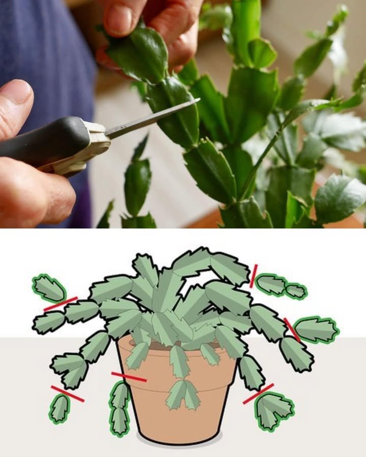 Weihnachtskaktus richtig schneiden & pflegen 

Der Weihnachtskaktus Schlumbergera bleibt kompakt, blühfreudig und dicht verzweigt, wenn er nach der Blüte leicht zurückgeschnitten und richtig versorgt wird. Die Abbildung zeigt: lange, schwache Triebe an Segmentfugen entfernen und als Stecklinge nutzen.

1 Zeitpunkt 
Direkt nach der Blüte bis Ende Februar schneiden. Später nur minimal korrigieren.

2 Technik 理
An den natürlichen Segmentfugen abdrehen oder mit desinfizierter Schere 13 Glieder kürzen. Überlange, hängende Triebe zuerst.

3 Form & Vitalität 
Rundum gleichmäßig einkürzen, damit Licht ins Innere fällt. Das fördert Verzweigung und neue Blütentriebe.

4 Vermehren leicht gemacht 
24 Segmente als Steckling 2448 Std. antrocknen lassen, dann in lockeres Substrat stecken Kakteen-/Sukkulentenmix. Hell, aber ohne direkte Sonne, nur leicht feucht halten. Wurzeln in 36 Wochen.

5 Pflege nach dem Schnitt 
2 Wochen nur sparsam gießen, dann moderat. Erst nach 4 Wochen wieder düngen schwach dosiert.

6 Standort & Substrat 華
Hell, keine pralle Sommersonne. Luftig, leicht saures Substrat mit Drainage. Staunässe vermeiden.

7 Gießregeln 
Mit weichem Wasser durchdringend gießen, Überschuss ablaufen lassen. Zwischen den Wassergaben die obere Schicht antrocknen lassen.

8 Blüte anregen 
Im Herbst 68 Wochen kurze Tage: 1214 Std. Dunkelheit, 1518 C, wenig Wasser. In der Knospenphase nicht umstellen.

9 Häufige Fehler 
Dauerfeuchte Erde, pralle Sonne  Hitze, zu große Töpfe, Nährstoffüberschuss oder Zugluft.

Fazit 
Ein kurzer Rückschnitt nach der Blüte, luftiges Substrat, maßvolles Gießen und eine kurze-Tage-Phase im Herbst halten den Weihnachtskaktus kompakt, gesund und jahr für Jahr üppig blühend.